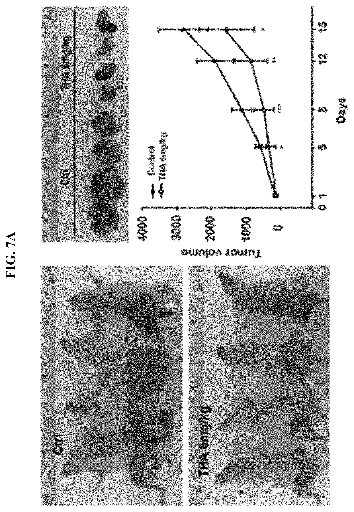 Patent US11793772 Figure 7 – Pharmaceutical composition comprising THA as active ingredient for treating breast cancer