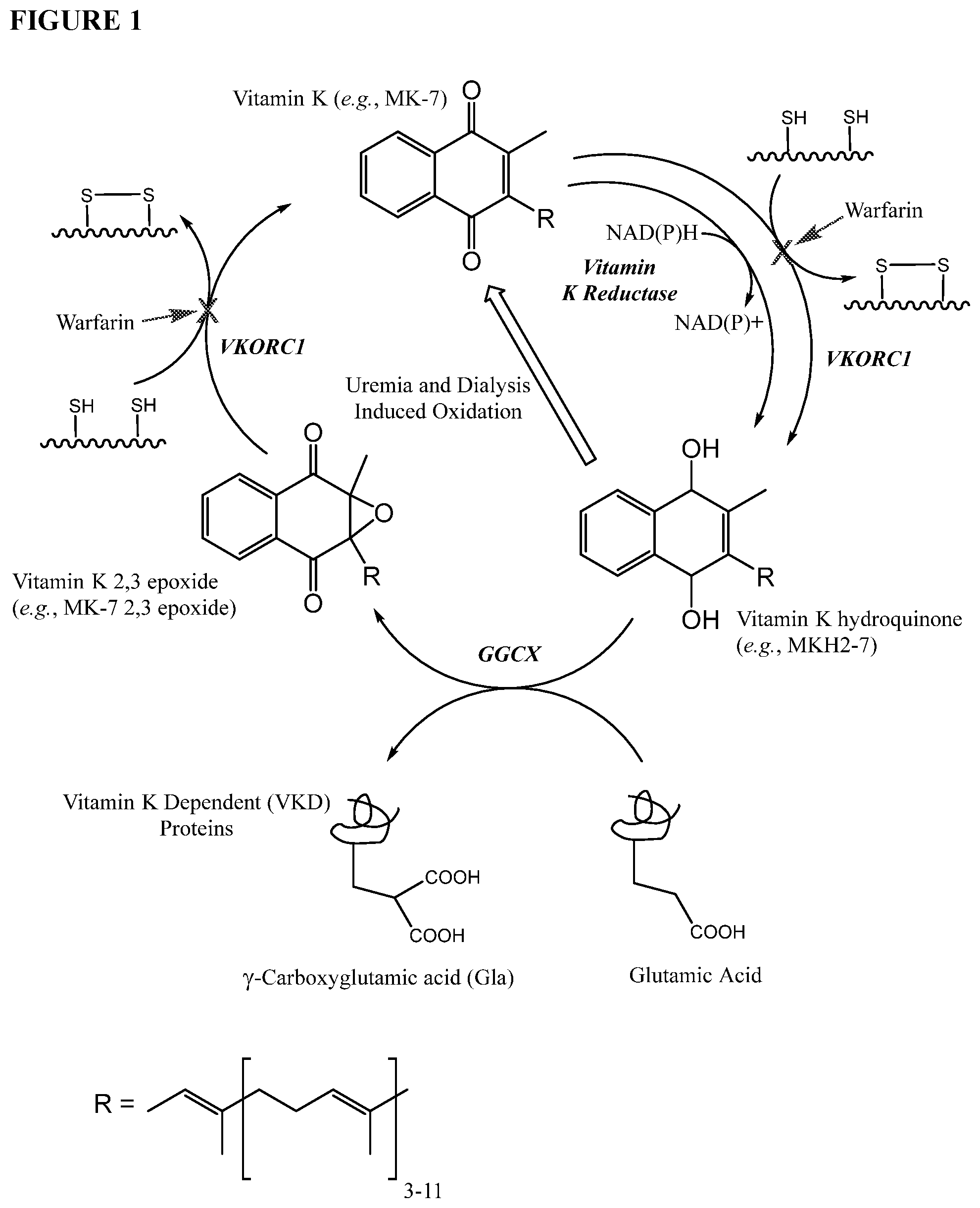 Patent US11793773 Figure 1 – Methods and compositions for preventing or treating calciphylaxis
