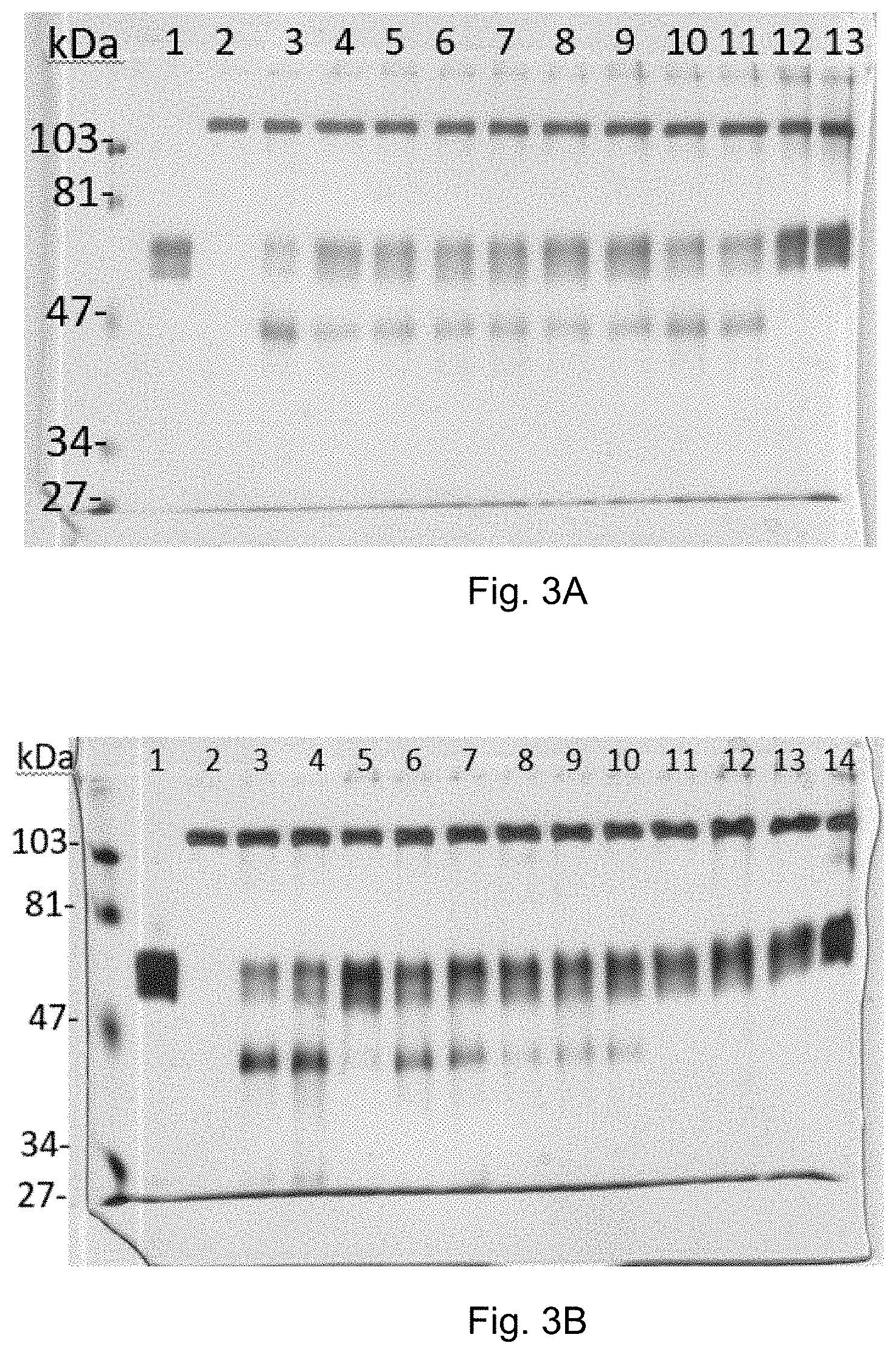 Patent US11793779 Figure 2 – Hica for use in prophylaxis and/or treatment of a disease or condition involving degradation of cartilage and/or disruption of cartilage homeostasis and/or integrity