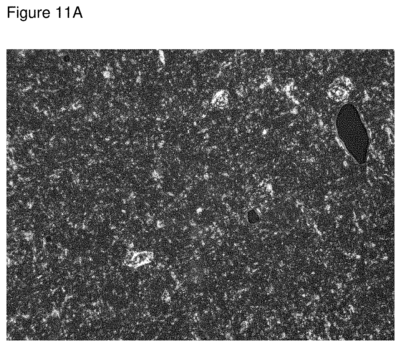 Patent US11793796 Figure 11 – Inhibition of crystal growth of roflumilast