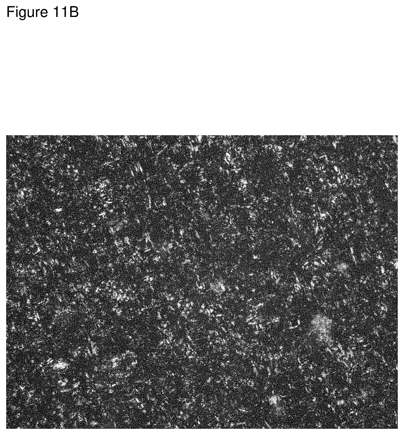 Patent US11793796 Figure 12 – Inhibition of crystal growth of roflumilast
