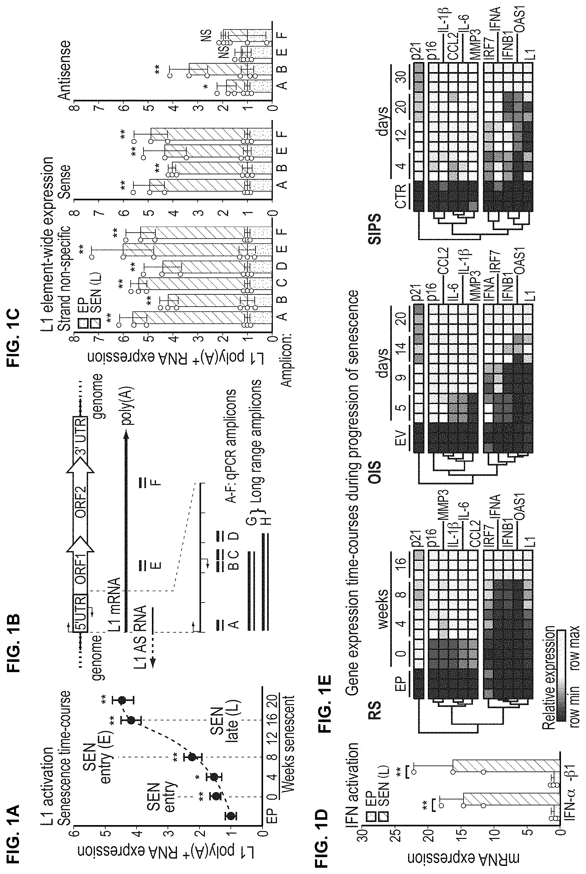 Patent US11793814 Figure 1 – Compositions and methods for treating, preventing or reversing age associated inflammation and disorders