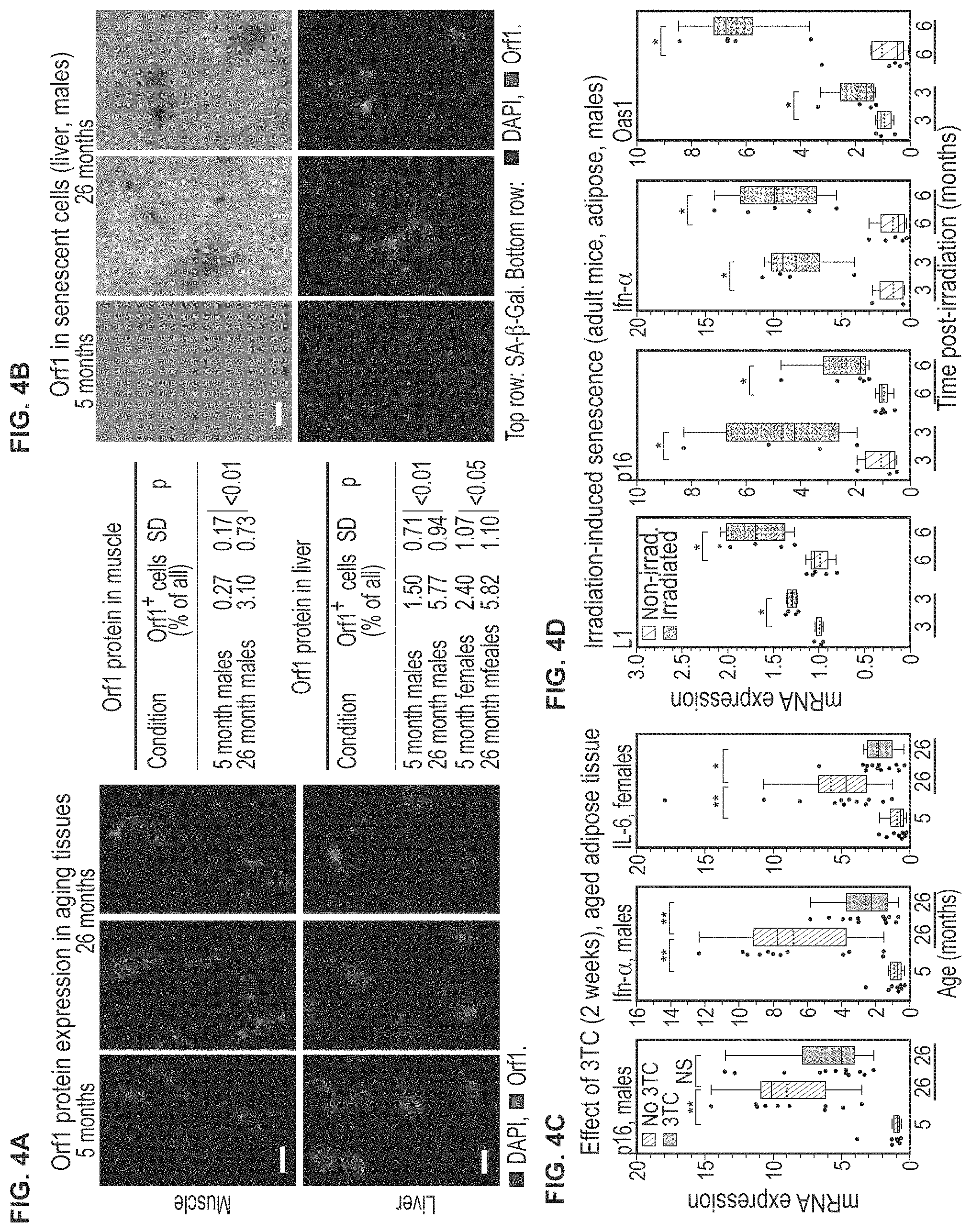 Patent US11793814 Figure 6 – Compositions and methods for treating, preventing or reversing age associated inflammation and disorders