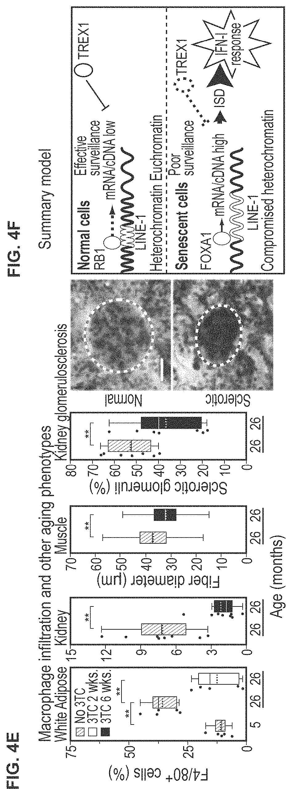 Patent US11793814 Figure 7 – Compositions and methods for treating, preventing or reversing age associated inflammation and disorders