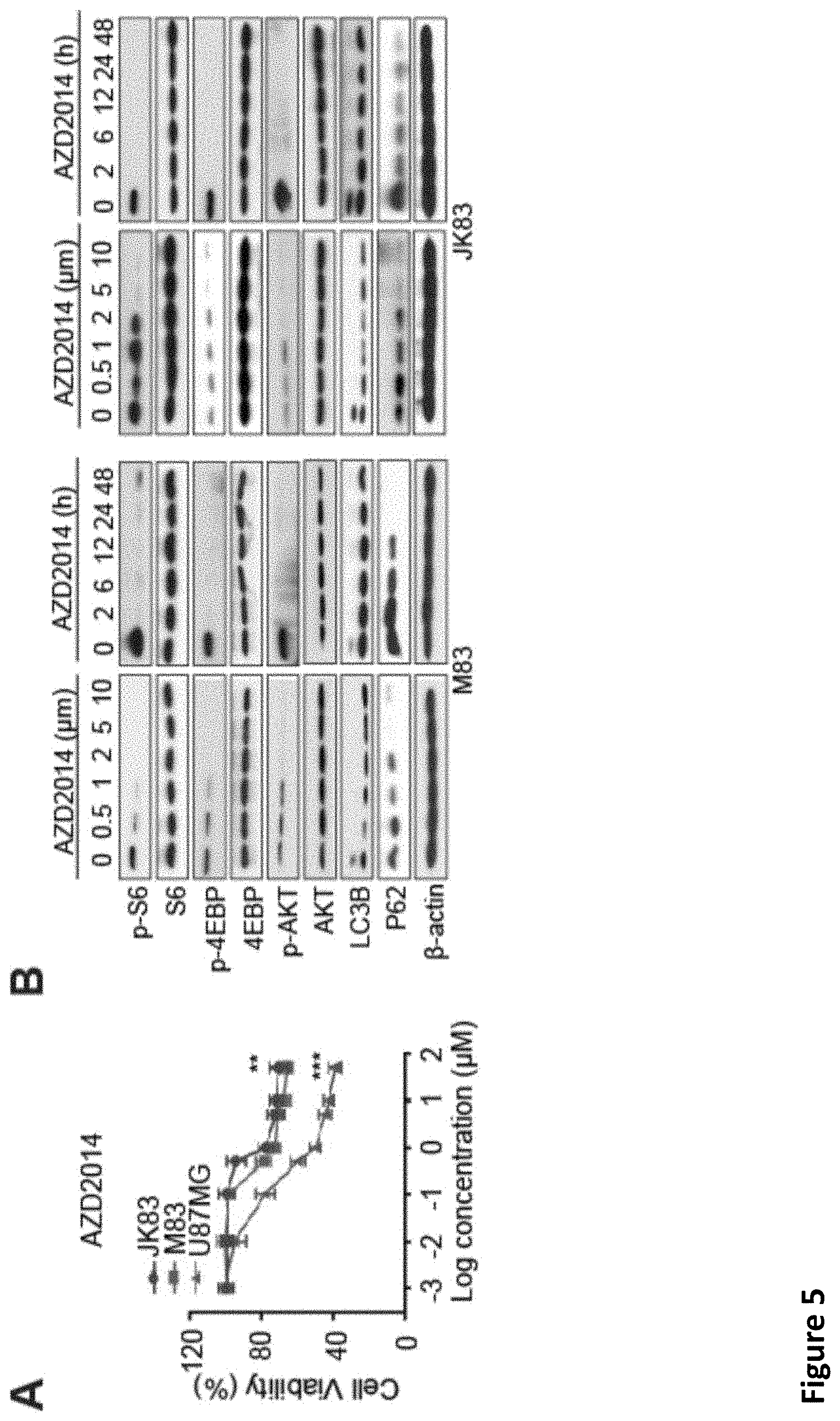 Patent US11793816 Figure 14 – Methods for enhancing cytotoxic cancer therapy through inhibition of ATG4B