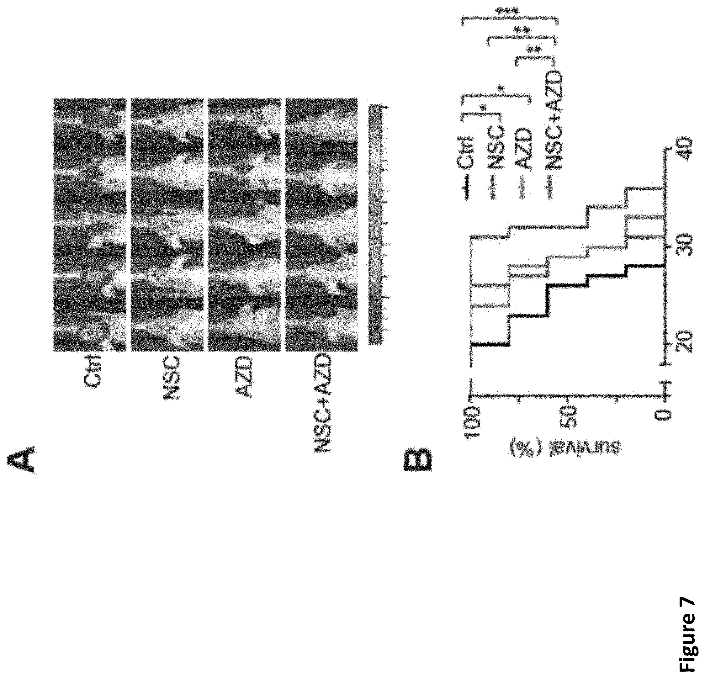 Patent US11793816 Figure 17 – Methods for enhancing cytotoxic cancer therapy through inhibition of ATG4B