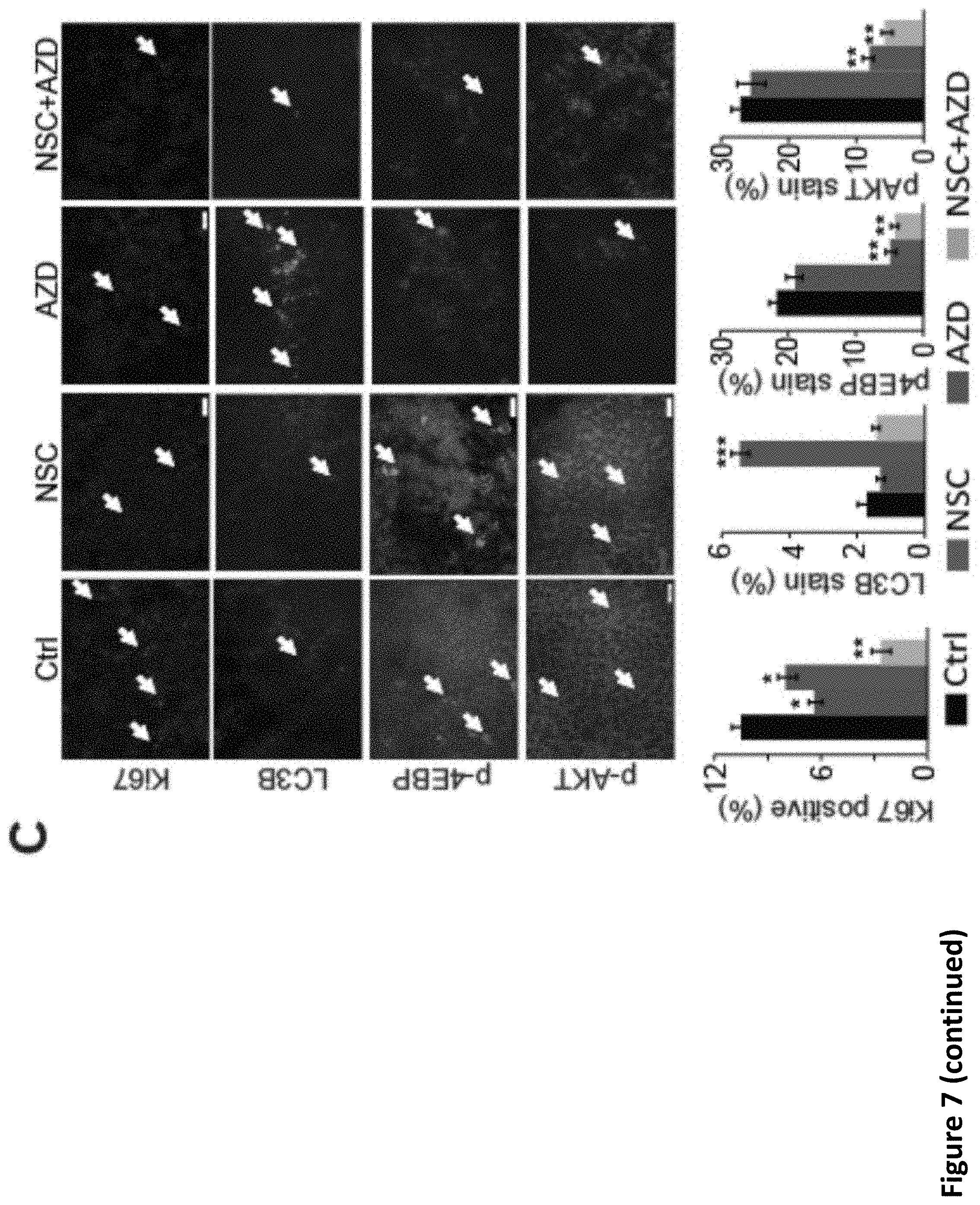 Patent US11793816 Figure 18 – Methods for enhancing cytotoxic cancer therapy through inhibition of ATG4B