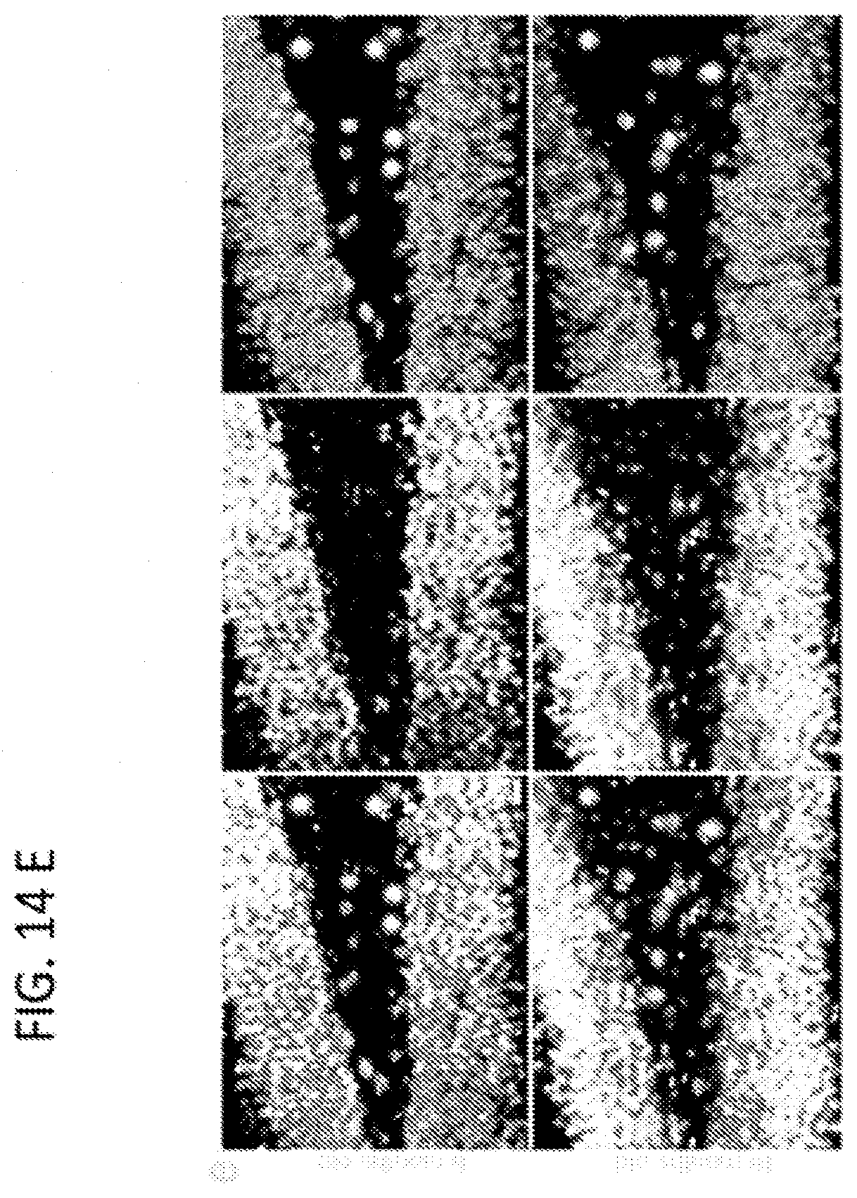 Patent US11793824 Figure 16 – Administration of nicotinamide mononucleotide in the treatment of disease