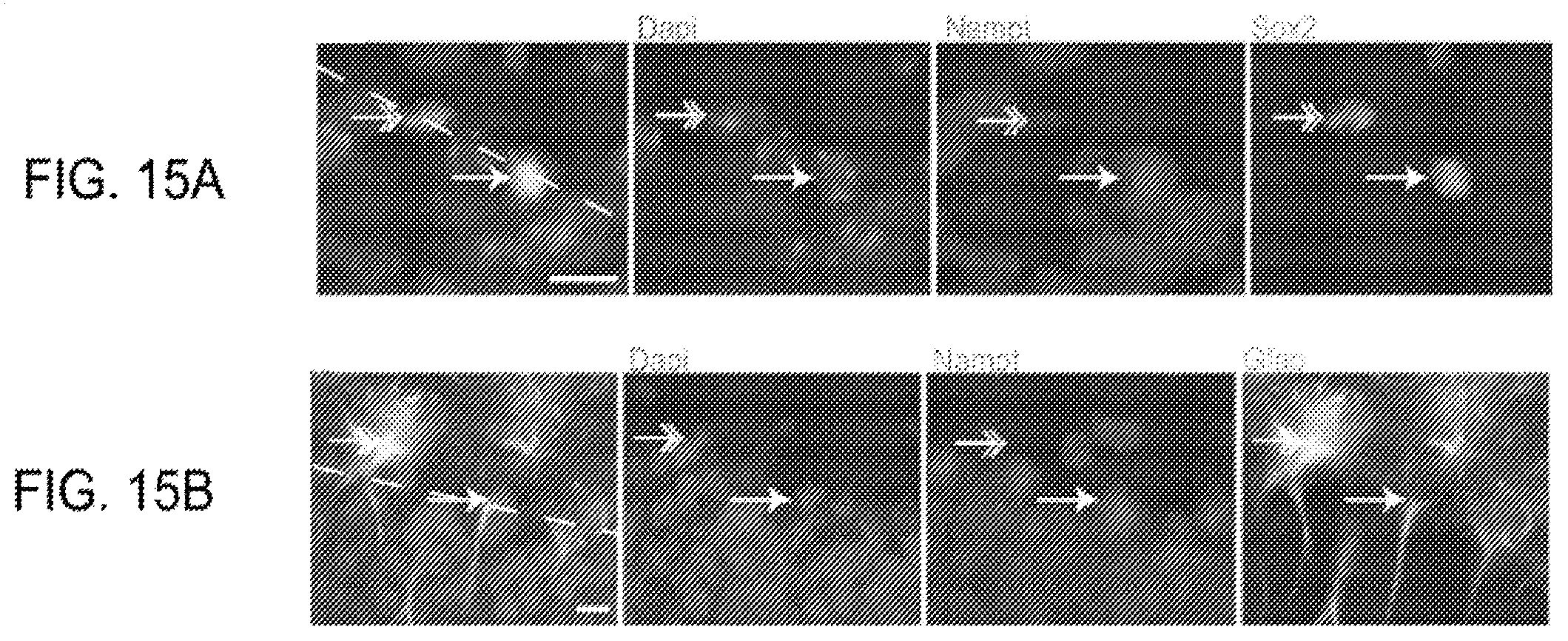 Patent US11793824 Figure 17 – Administration of nicotinamide mononucleotide in the treatment of disease