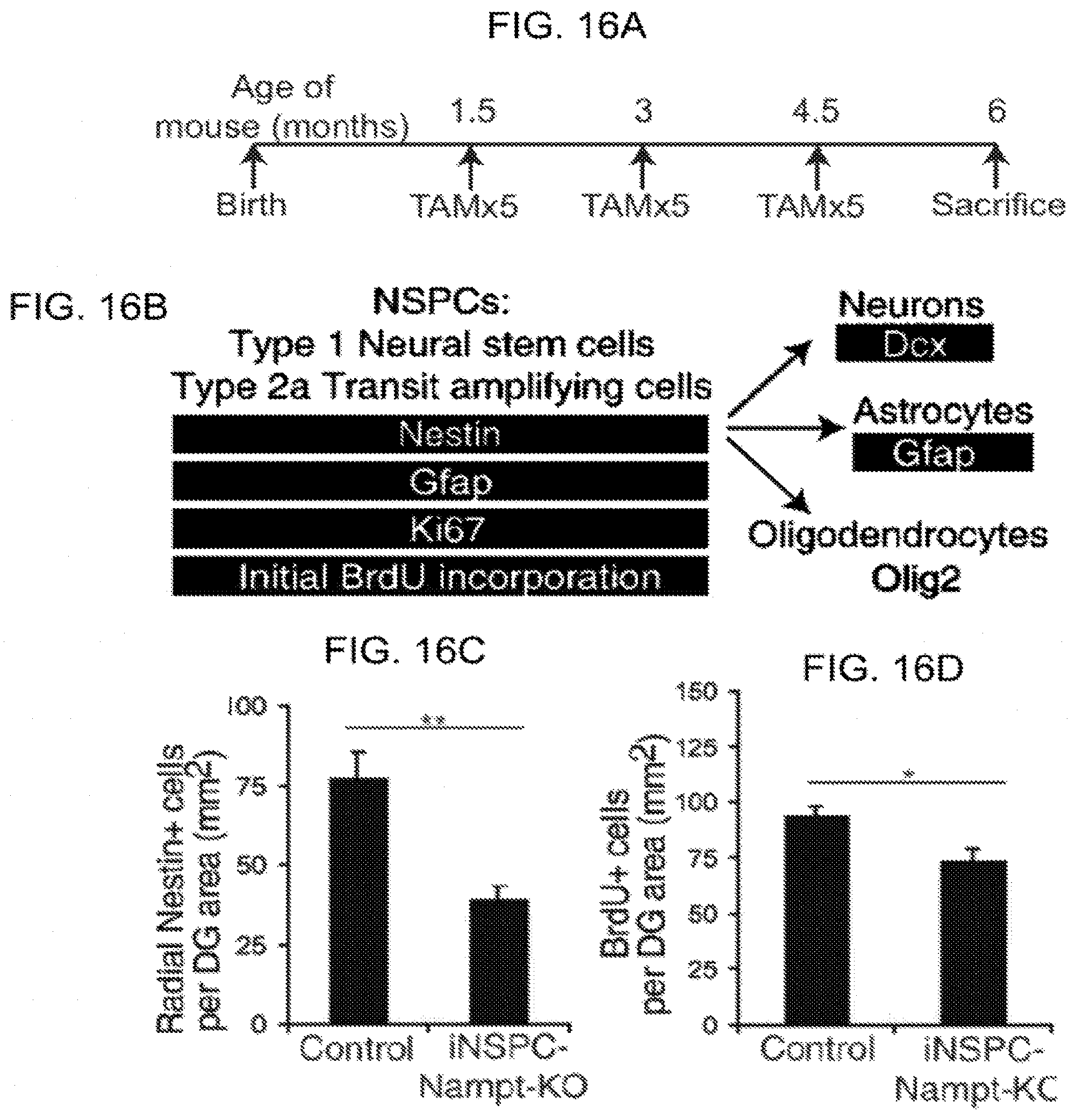 Patent US11793824 Figure 20 – Administration of nicotinamide mononucleotide in the treatment of disease