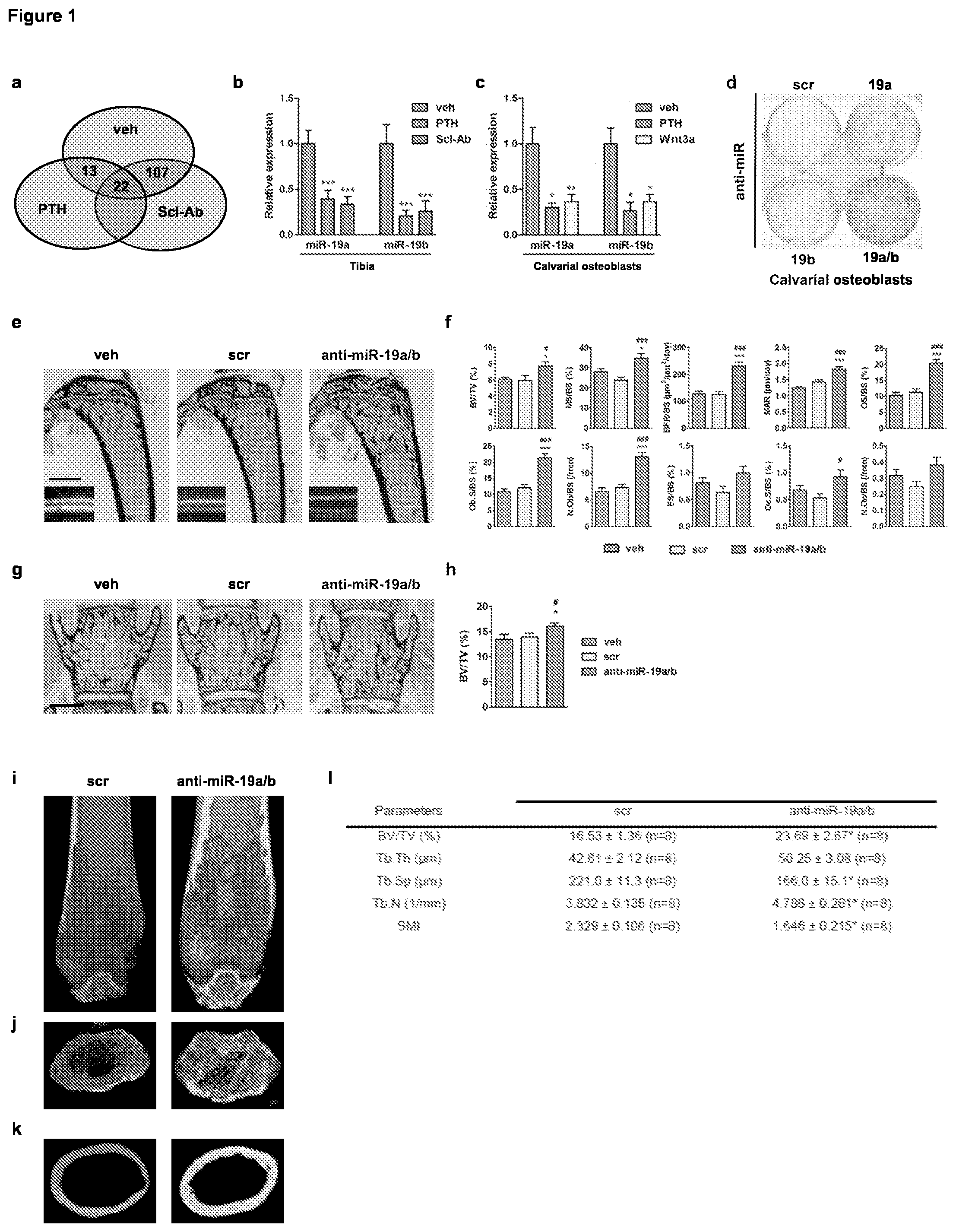 Patent US11793828 Figure 1 – MicroRNA 19A/19B for use in treating a pathological condition associated with bone loss or reduced muscle function