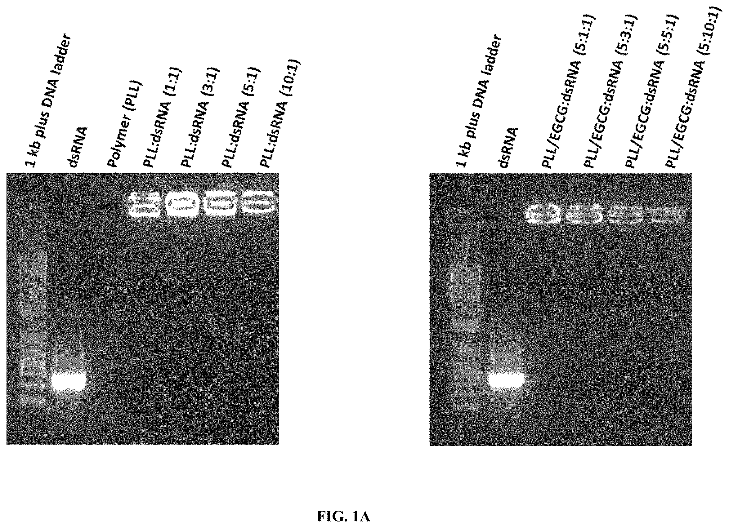 Patent US11793829 — Development of polylysine:epigallocatechin-3-o-gallate and dsRNA polyplexes for control of mosquitoes — Figure 1