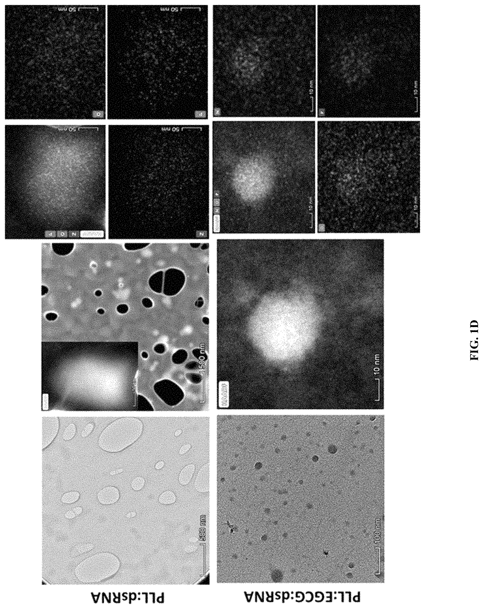Patent US11793829 Figure 3 – Development of polylysine:epigallocatechin-3-o-gallate and dsRNA polyplexes for control of mosquitoes