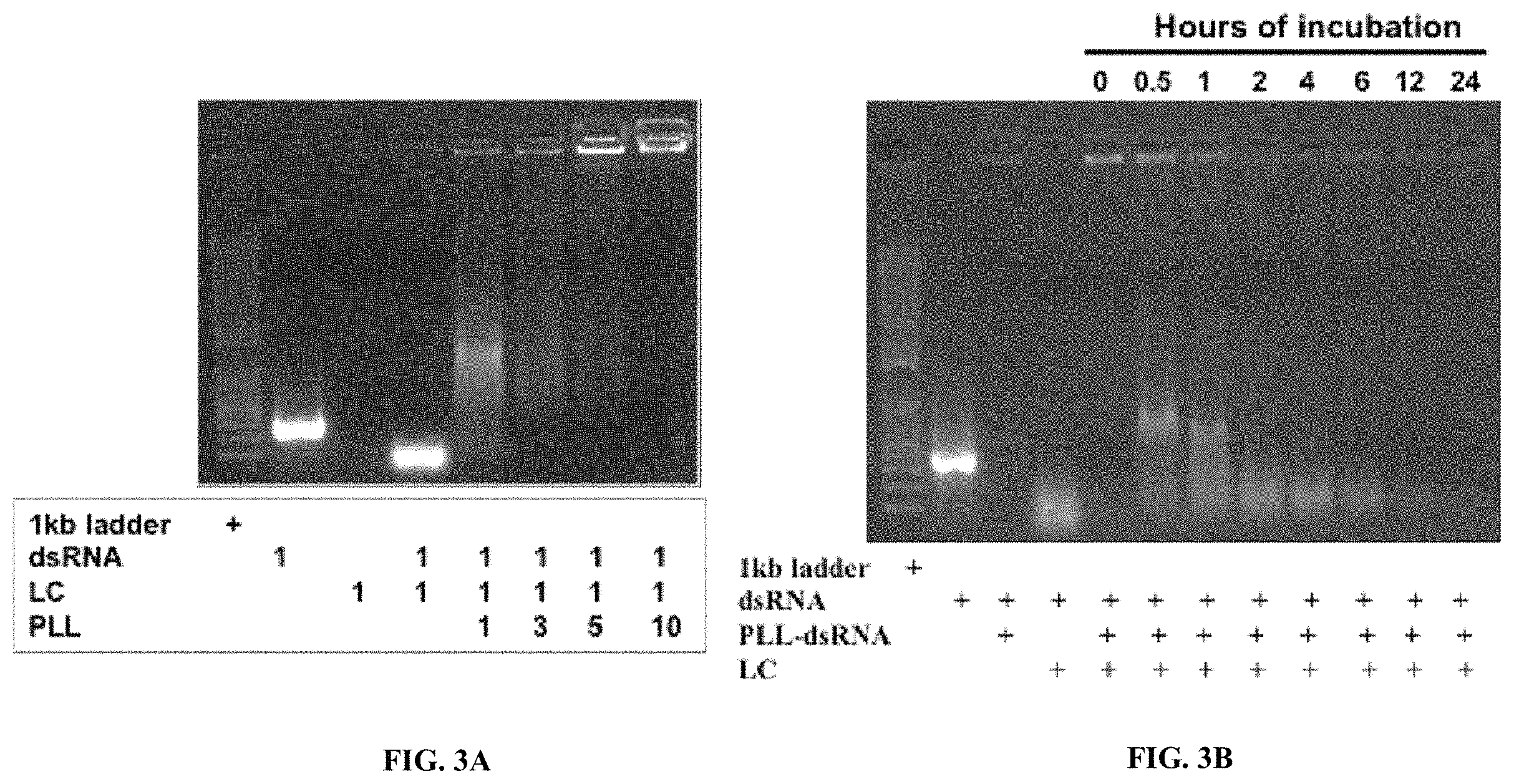 Patent US11793829 Figure 5 – Development of polylysine:epigallocatechin-3-o-gallate and dsRNA polyplexes for control of mosquitoes