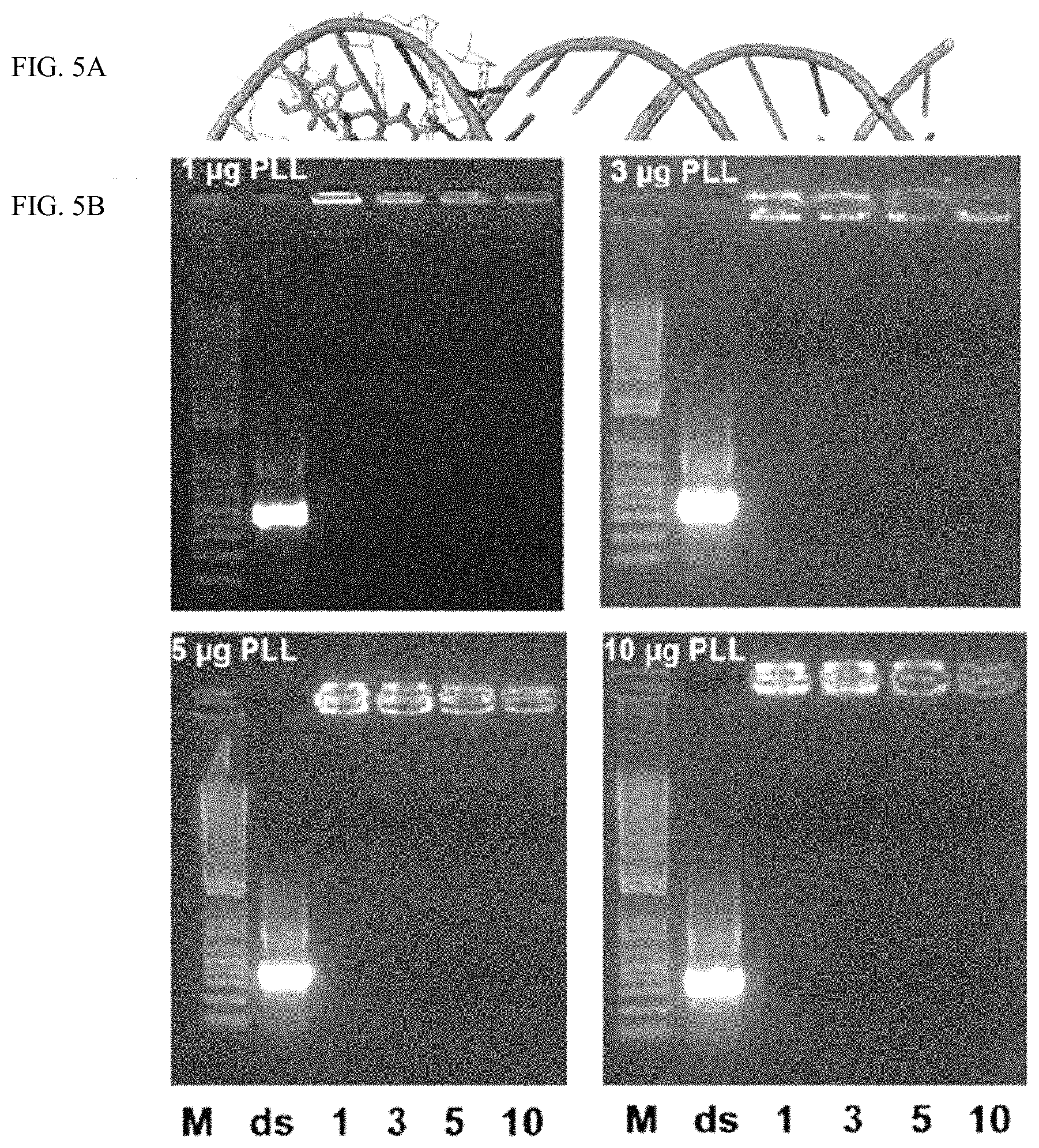 Patent US11793829 Figure 7 – Development of polylysine:epigallocatechin-3-o-gallate and dsRNA polyplexes for control of mosquitoes