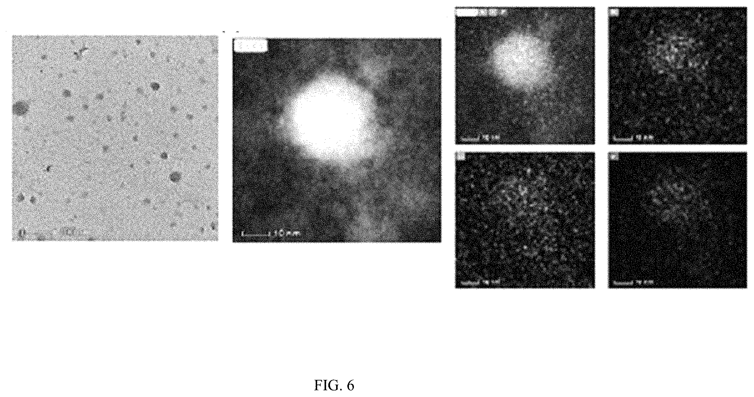 Patent US11793829 Figure 9 – Development of polylysine:epigallocatechin-3-o-gallate and dsRNA polyplexes for control of mosquitoes