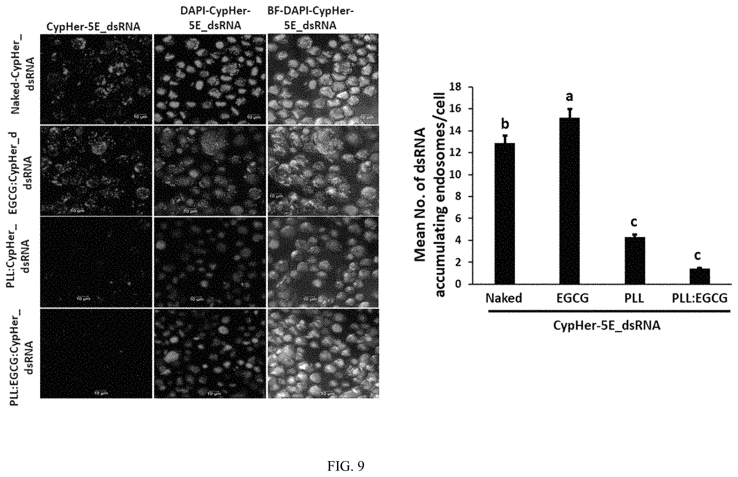 Patent US11793829 Figure 12 – Development of polylysine:epigallocatechin-3-o-gallate and dsRNA polyplexes for control of mosquitoes
