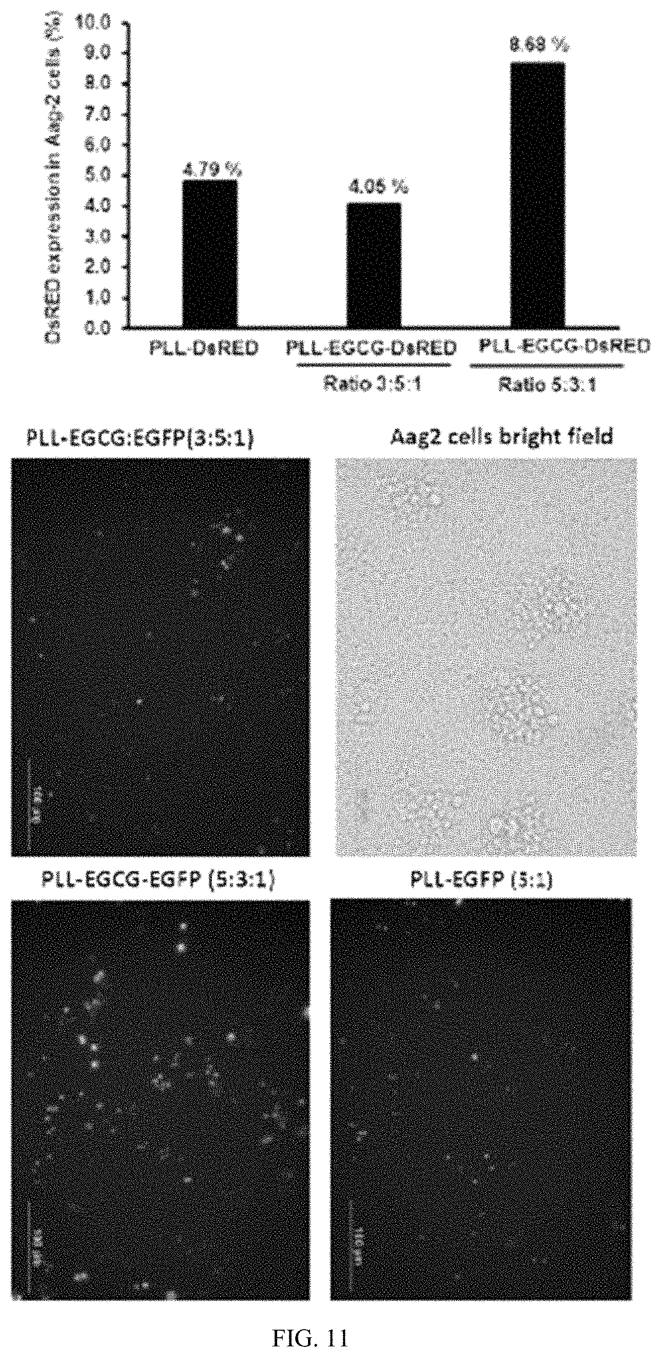 Patent US11793829 Figure 14 – Development of polylysine:epigallocatechin-3-o-gallate and dsRNA polyplexes for control of mosquitoes