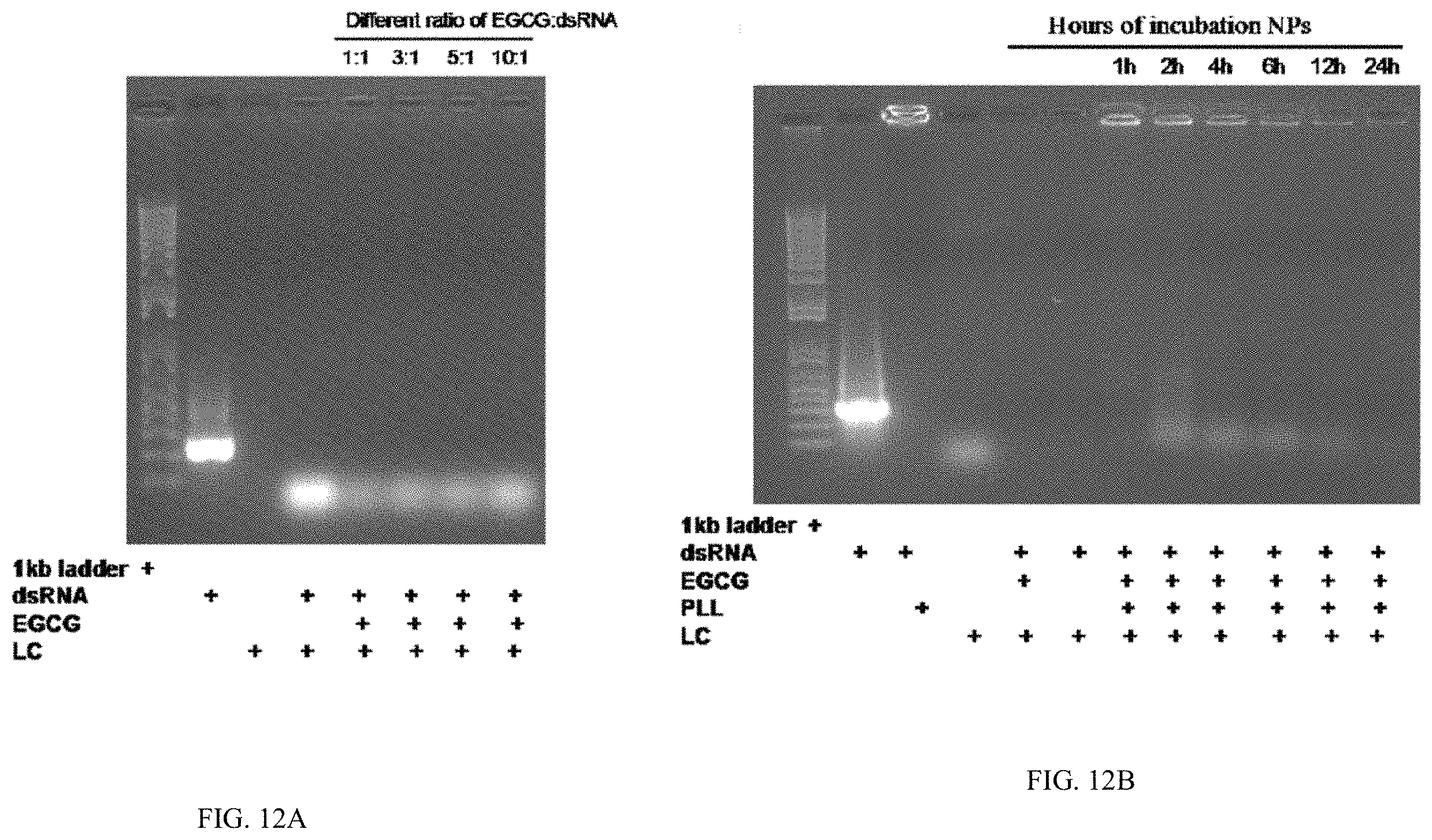Patent US11793829 Figure 15 – Development of polylysine:epigallocatechin-3-o-gallate and dsRNA polyplexes for control of mosquitoes