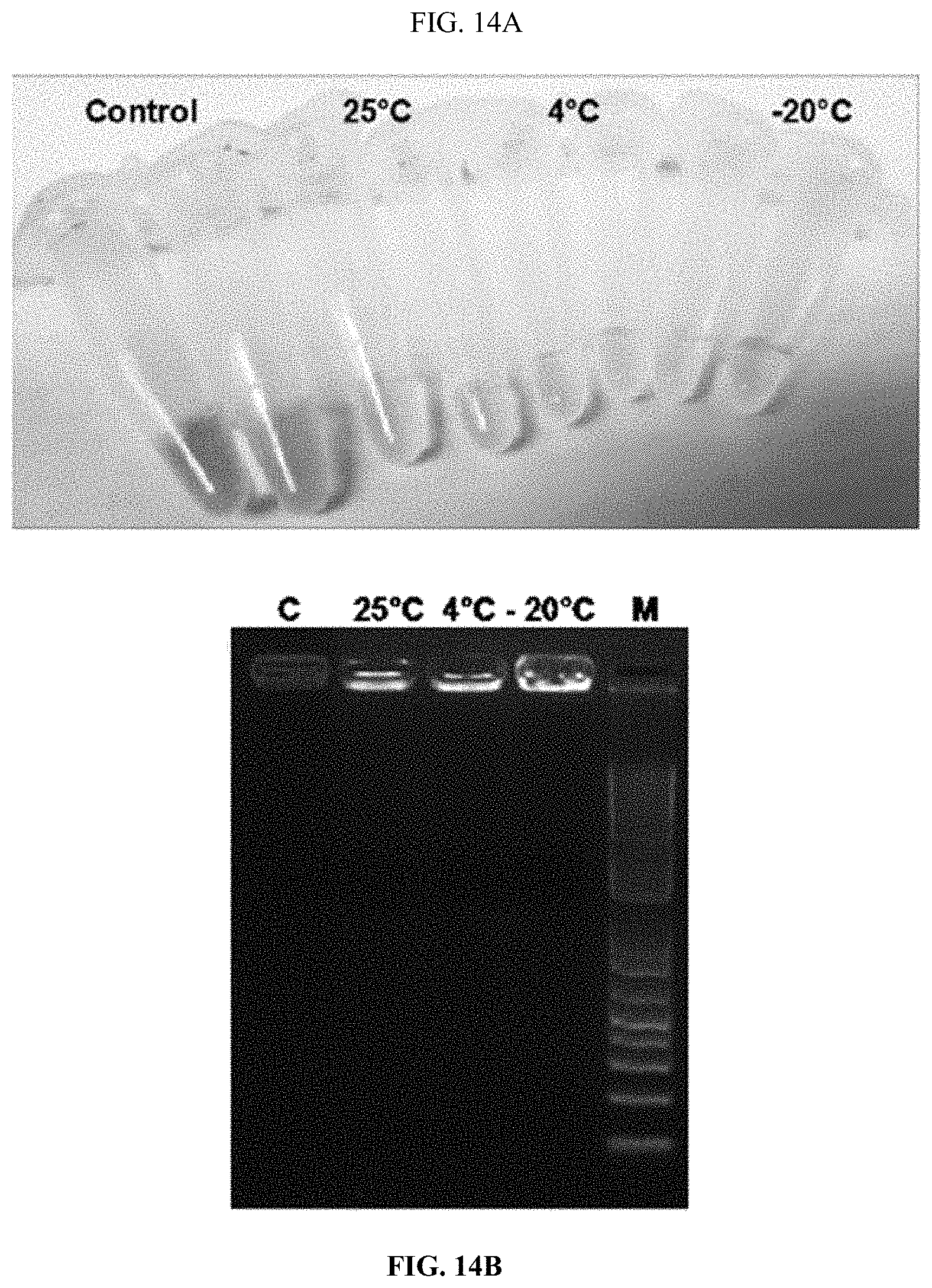 Patent US11793829 Figure 17 – Development of polylysine:epigallocatechin-3-o-gallate and dsRNA polyplexes for control of mosquitoes