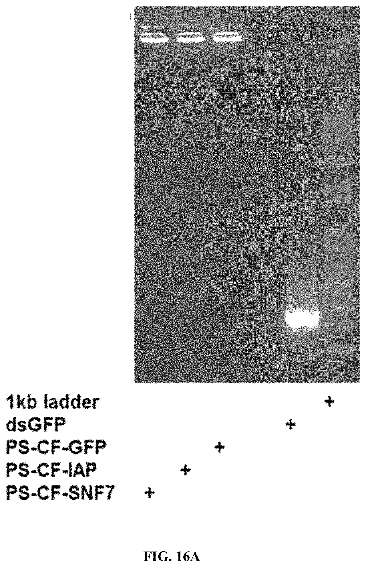 Patent US11793829 Figure 20 – Development of polylysine:epigallocatechin-3-o-gallate and dsRNA polyplexes for control of mosquitoes