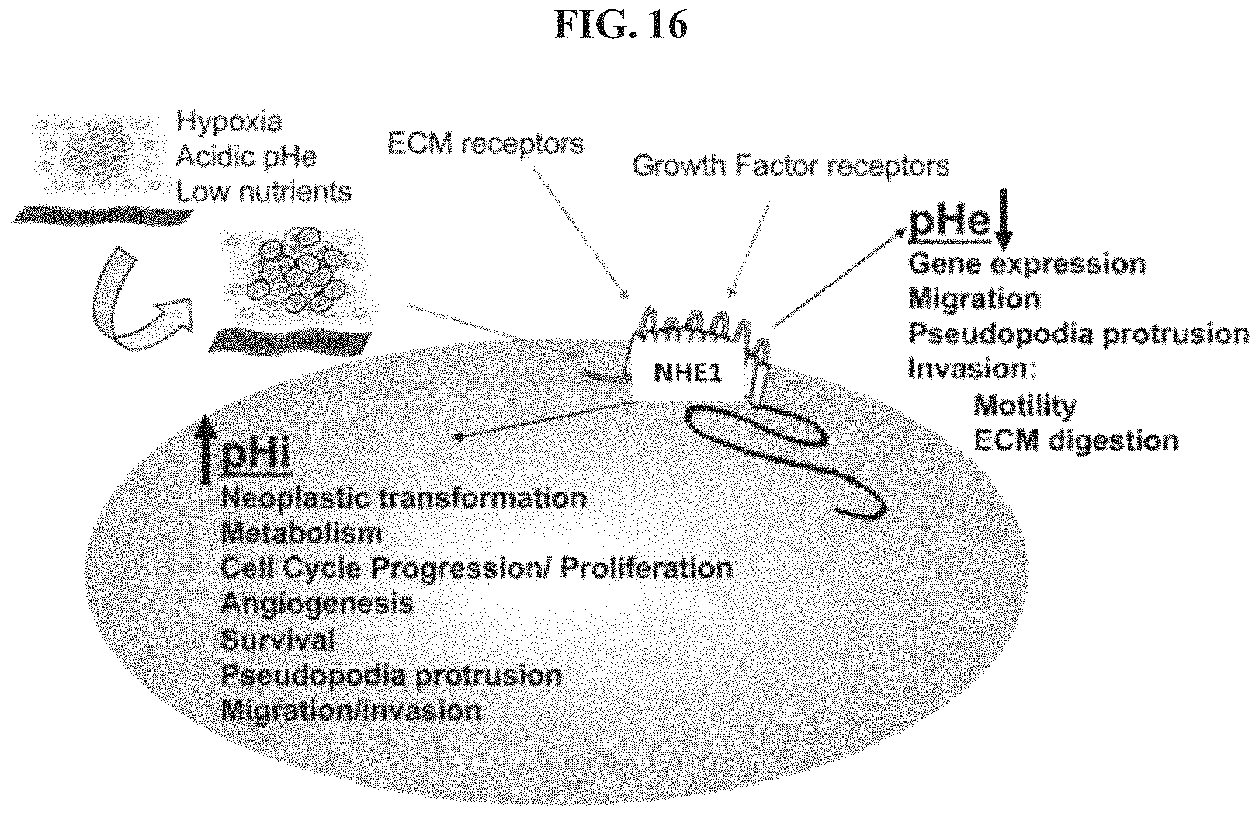 Patent US11793830 Figure 16 – Method of administration and treatment