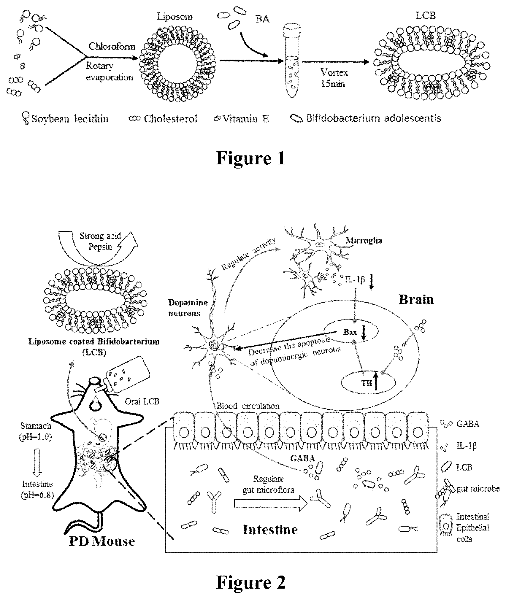 Patent US11793840 Figure 1 – Nano-armored single cell product for treating Parkinson's disease through bacteria and a preparation method thereof