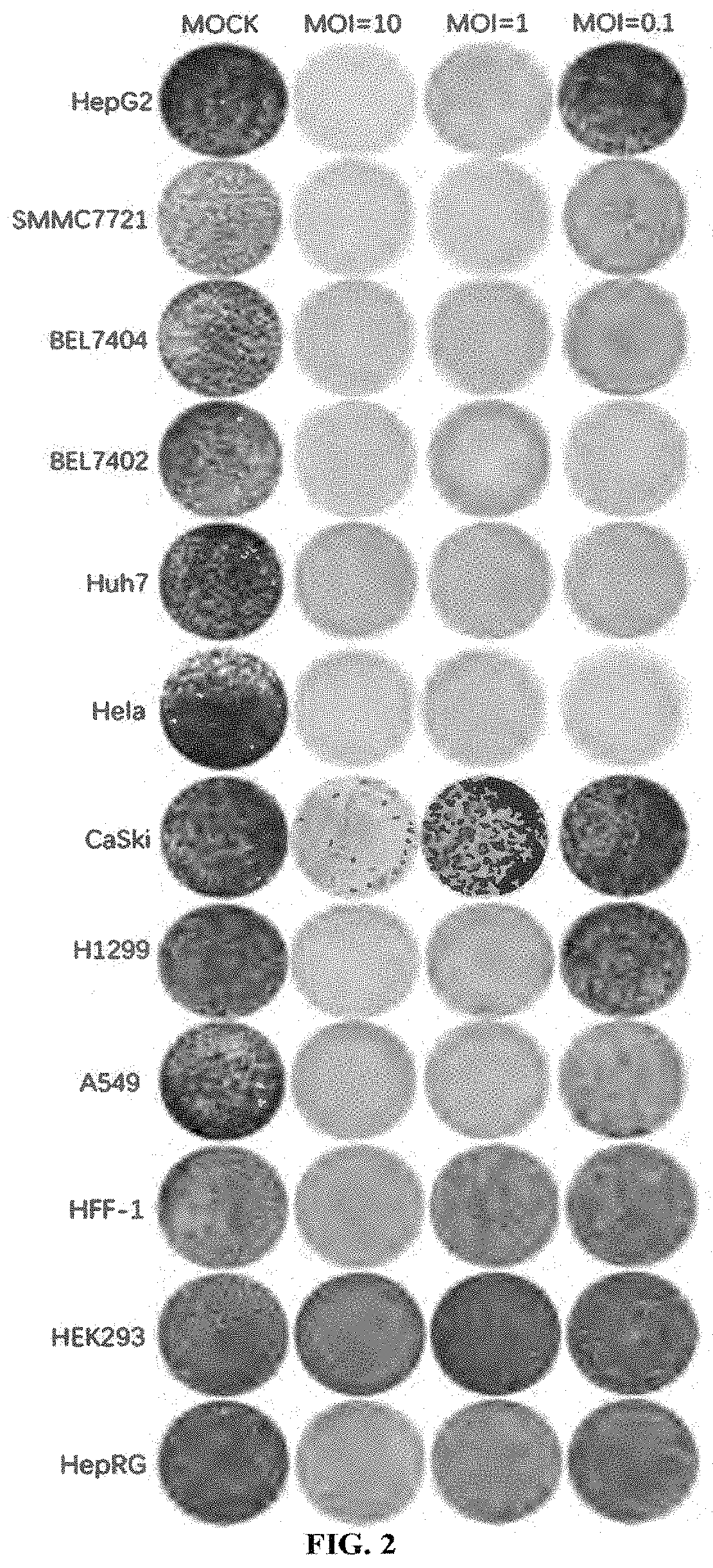 Patent US11793844 Figure 2 – Virus for treatment of tumor