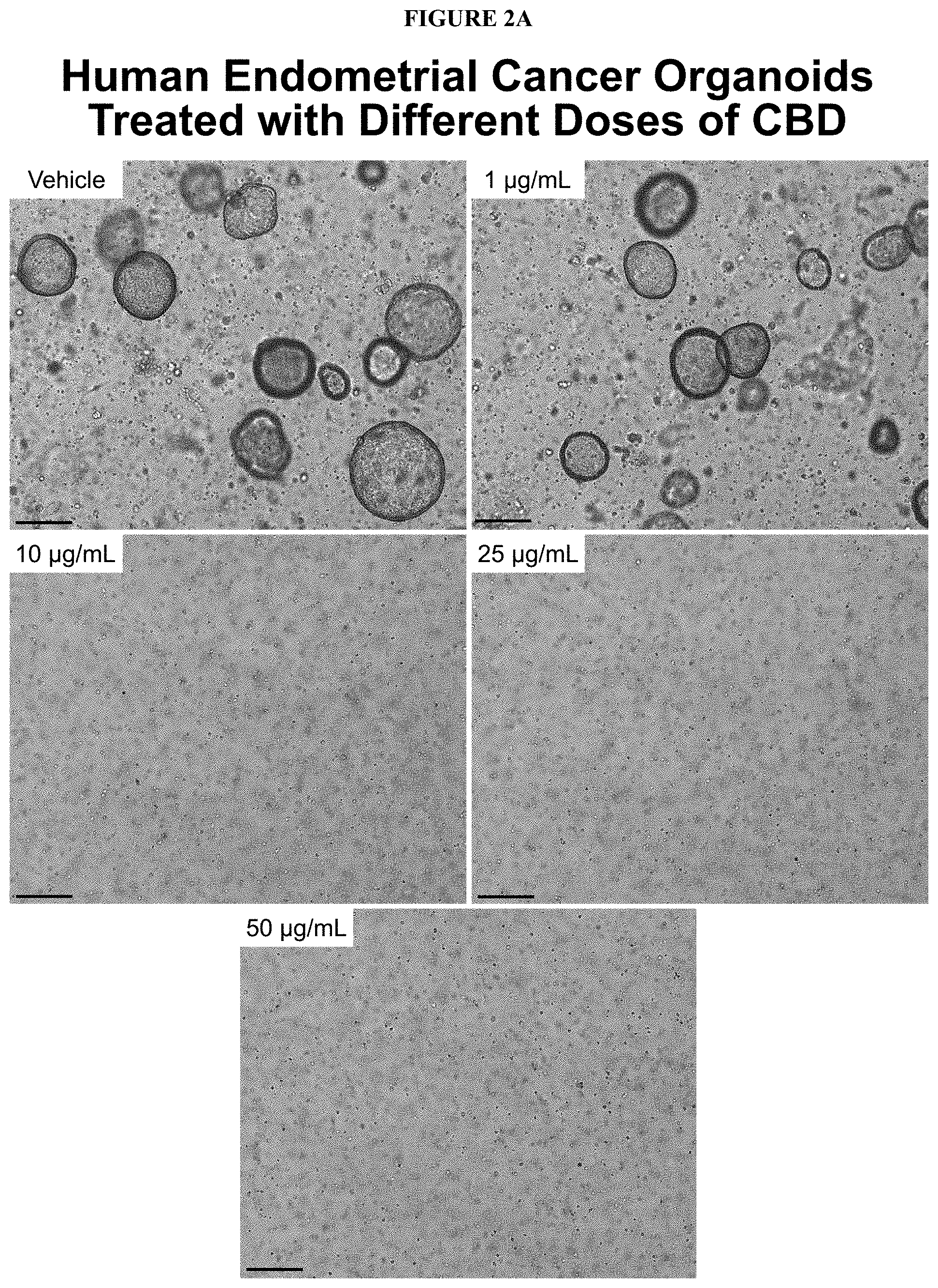 Patent US11793847 Figure 4 – Methods of treating endometrial cancer using hemp extract