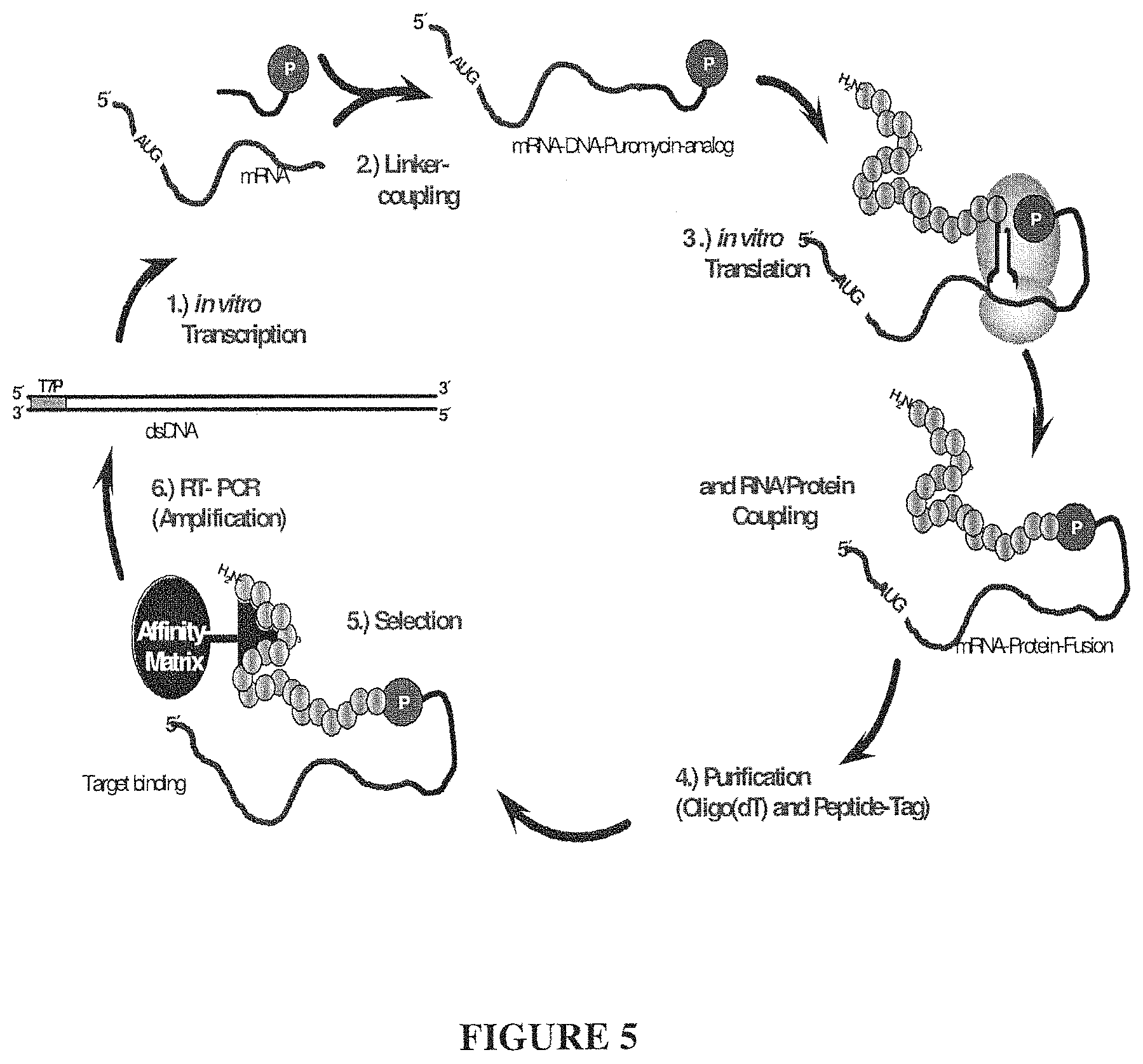 Patent US11793855 Figure 5 – TFPI inhibitors and methods of use