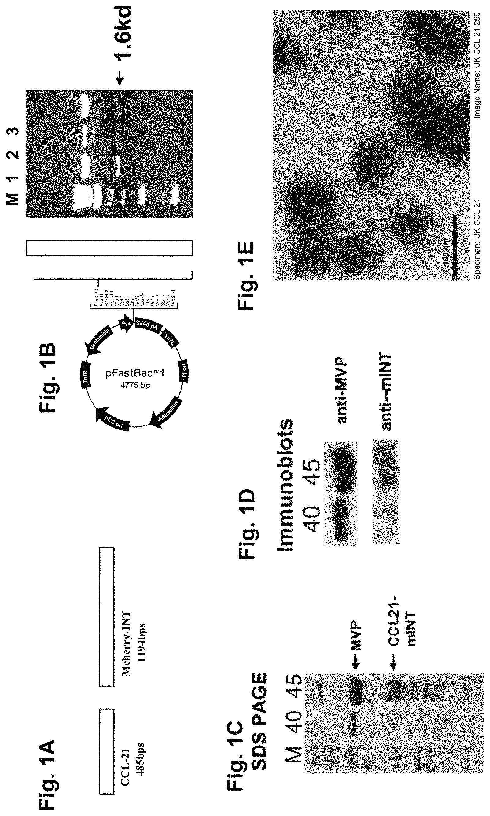 Patent US11793860 Figure 1 – Vault complexes for cytokine delivery