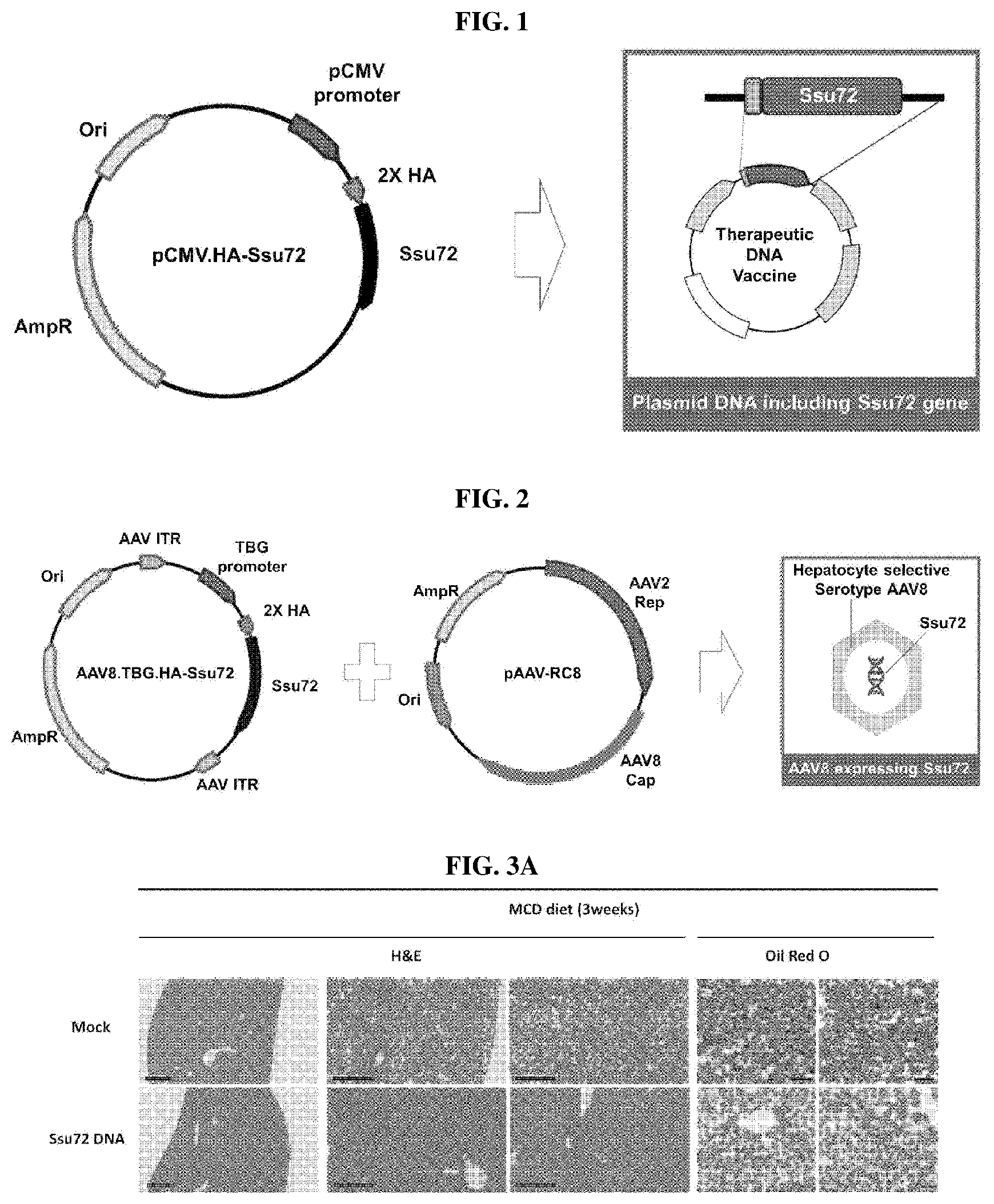 Patent US11793862 Figure 1 – Pharmaceutical composition for treating non-alcoholic fatty liver, non-alcoholic steatohepatitis, or hepatic fibrosis using Ssu72 protein or a polynucleotide encoding the same