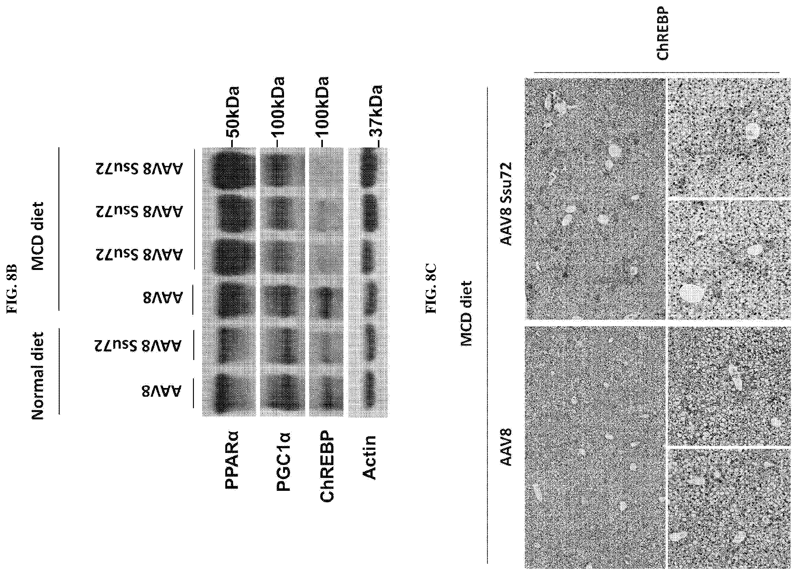 Patent US11793862 Figure 8 – Pharmaceutical composition for treating non-alcoholic fatty liver, non-alcoholic steatohepatitis, or hepatic fibrosis using Ssu72 protein or a polynucleotide encoding the same