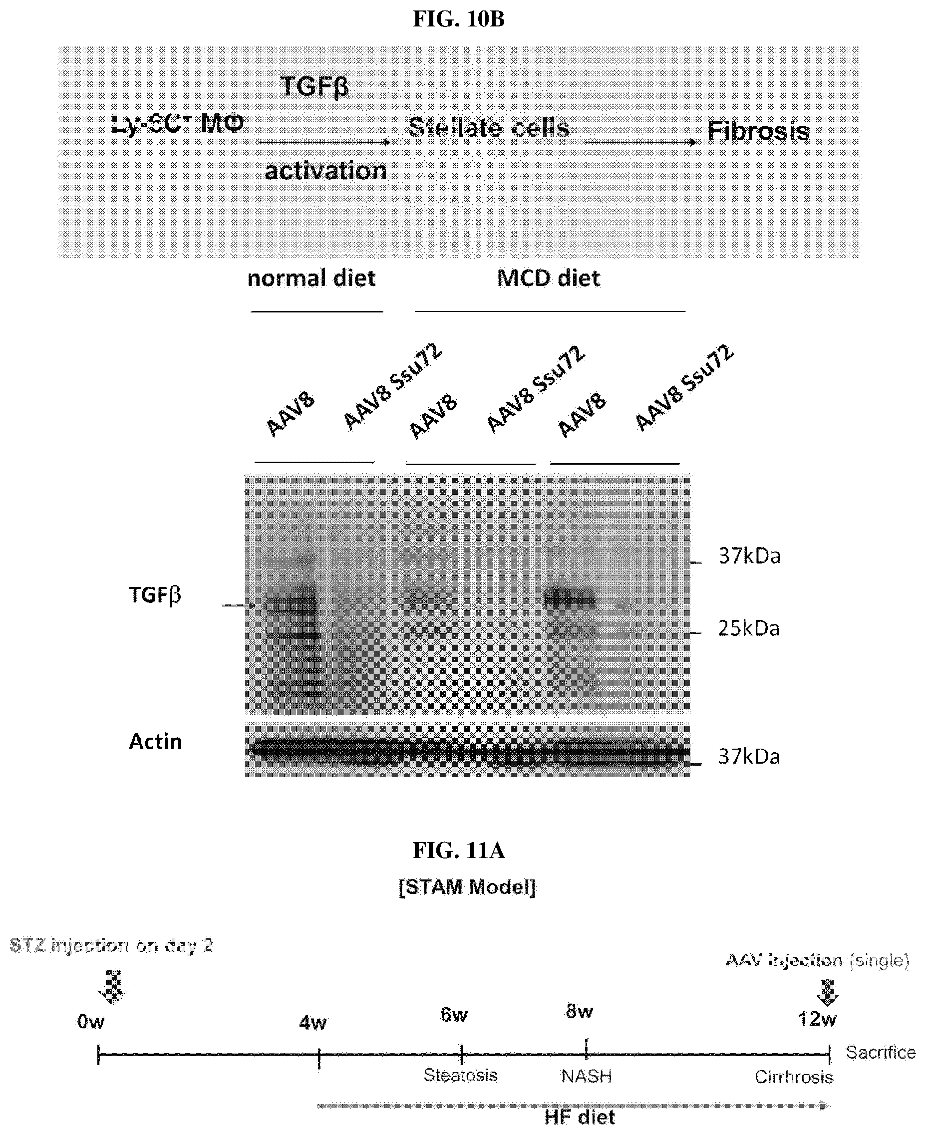 Patent US11793862 Figure 11 – Pharmaceutical composition for treating non-alcoholic fatty liver, non-alcoholic steatohepatitis, or hepatic fibrosis using Ssu72 protein or a polynucleotide encoding the same