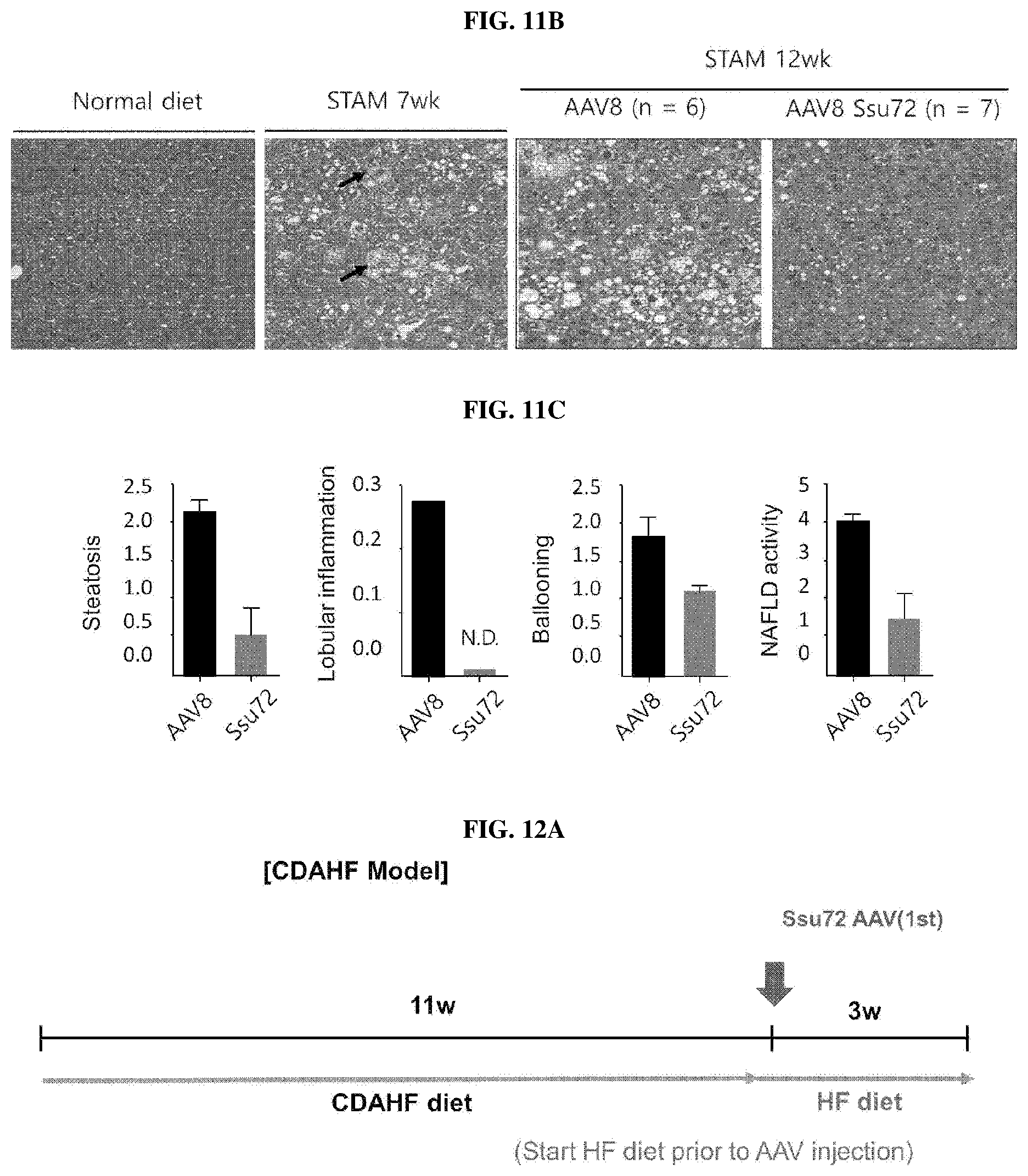 Patent US11793862 Figure 12 – Pharmaceutical composition for treating non-alcoholic fatty liver, non-alcoholic steatohepatitis, or hepatic fibrosis using Ssu72 protein or a polynucleotide encoding the same