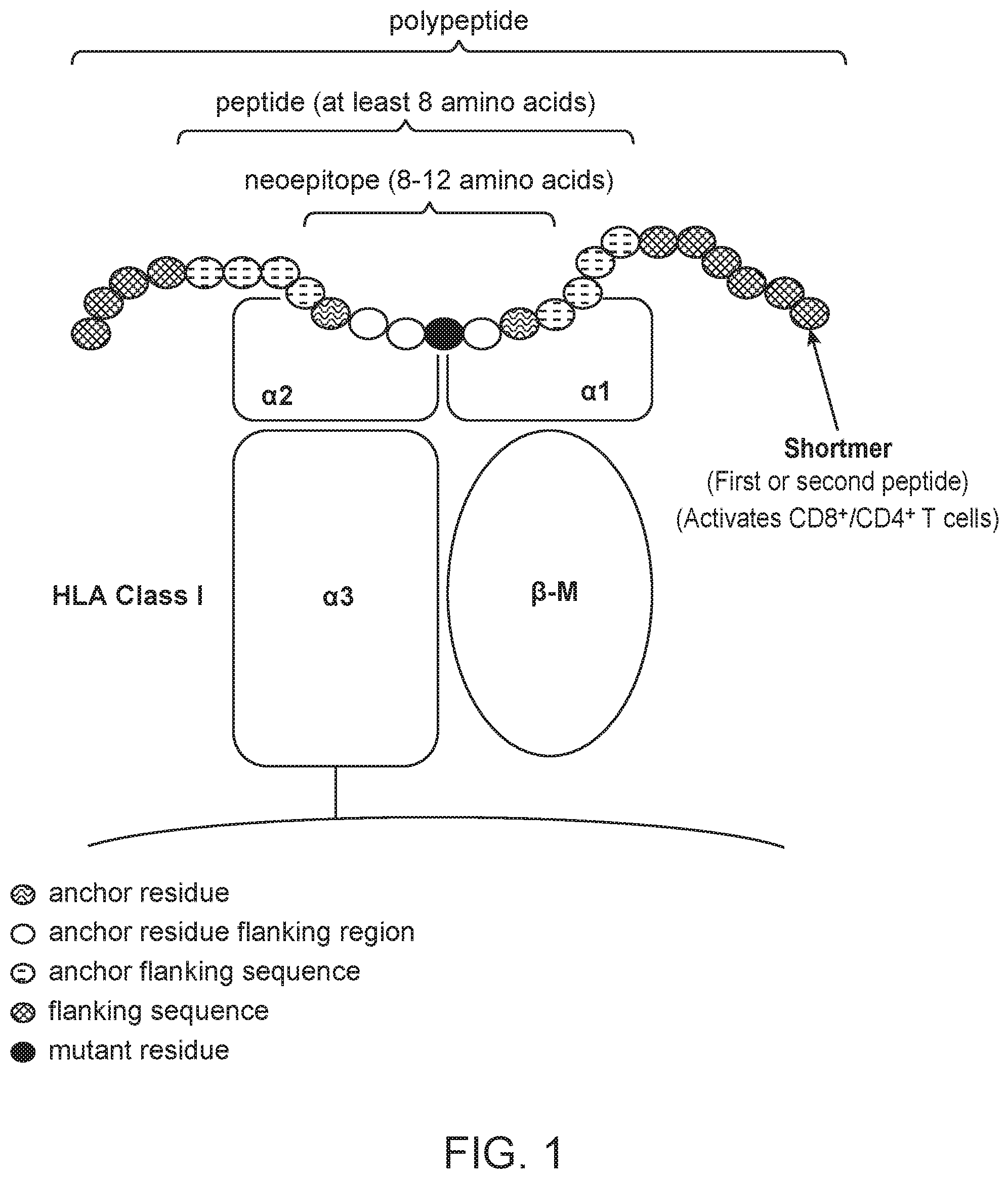 Patent US11793867 Figure 1 – Neoantigens and uses thereof