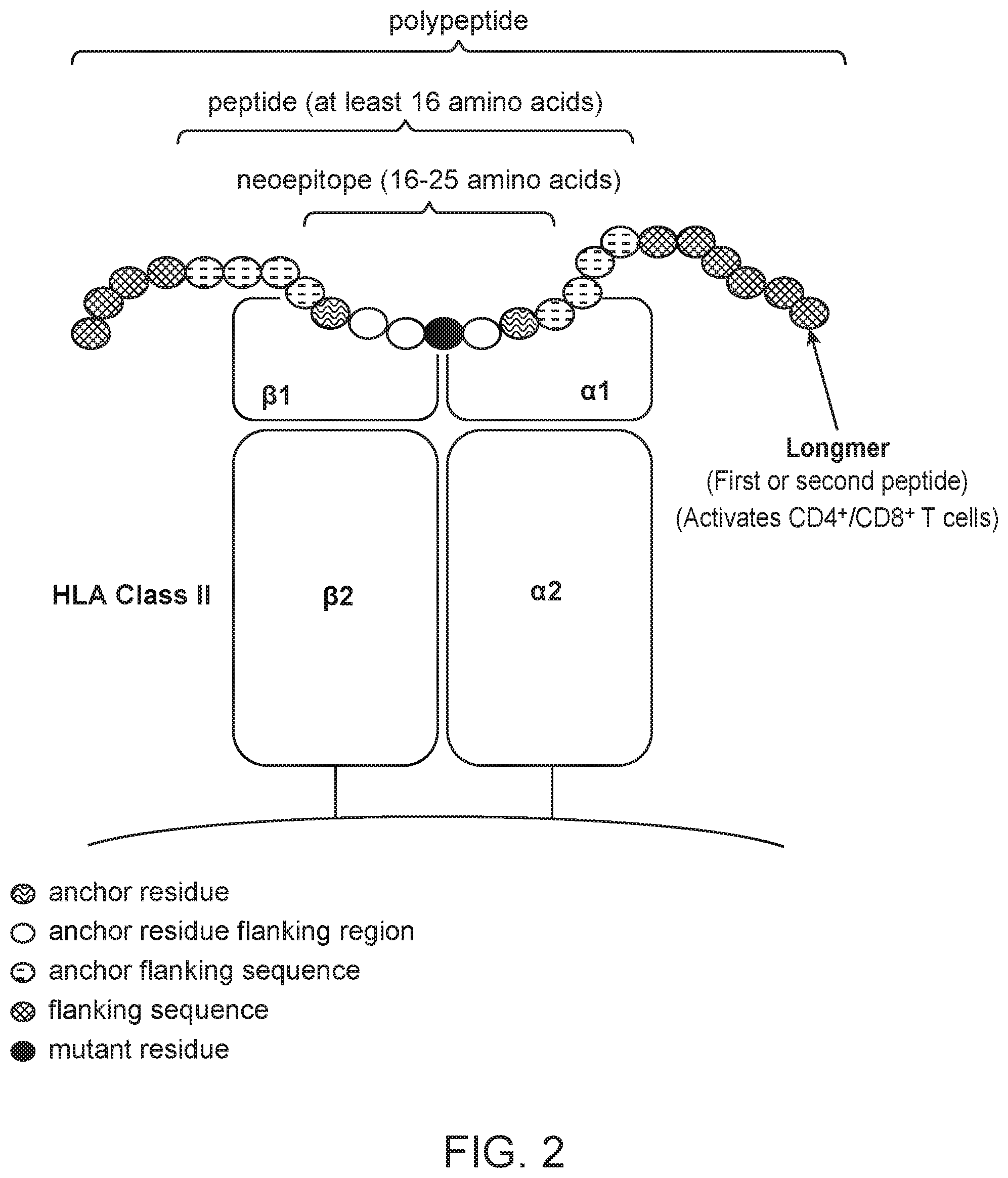 Patent US11793867 Figure 2 – Neoantigens and uses thereof