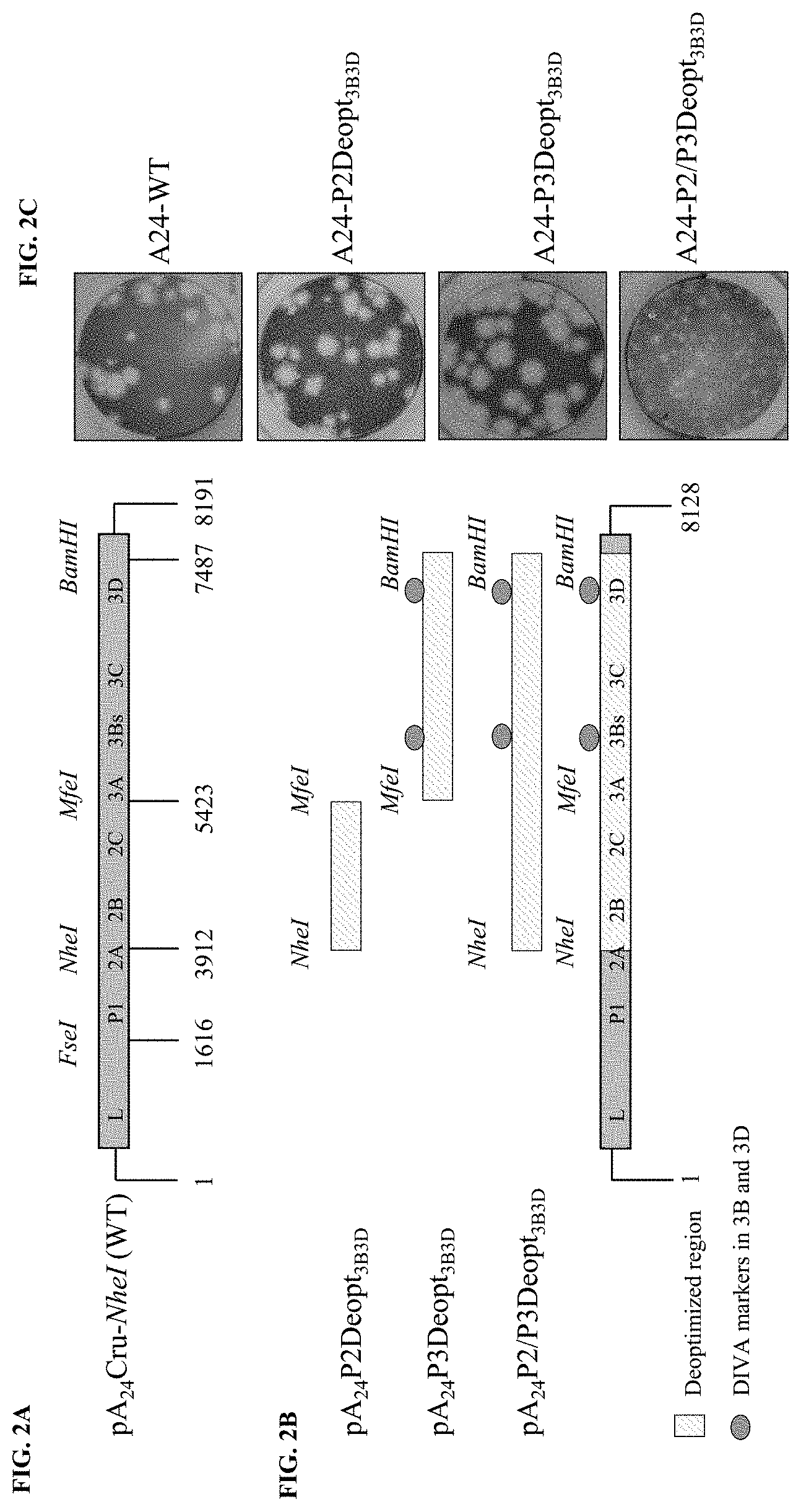 Patent US11793870 Figure 2 – Live attenuated strains of foot and mouth disease modified by deoptimization and uses thereof