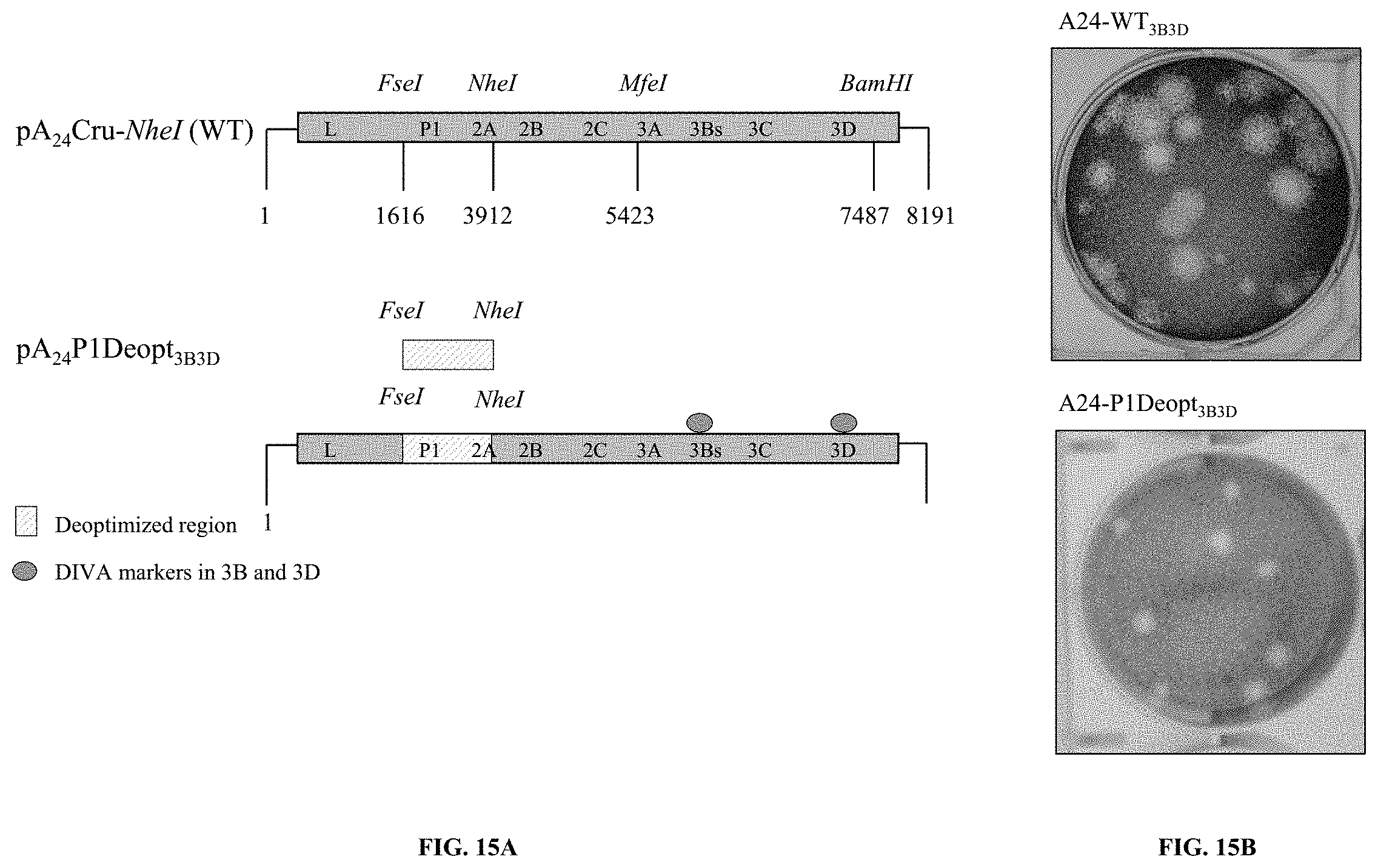 Patent US11793870 Figure 15 – Live attenuated strains of foot and mouth disease modified by deoptimization and uses thereof