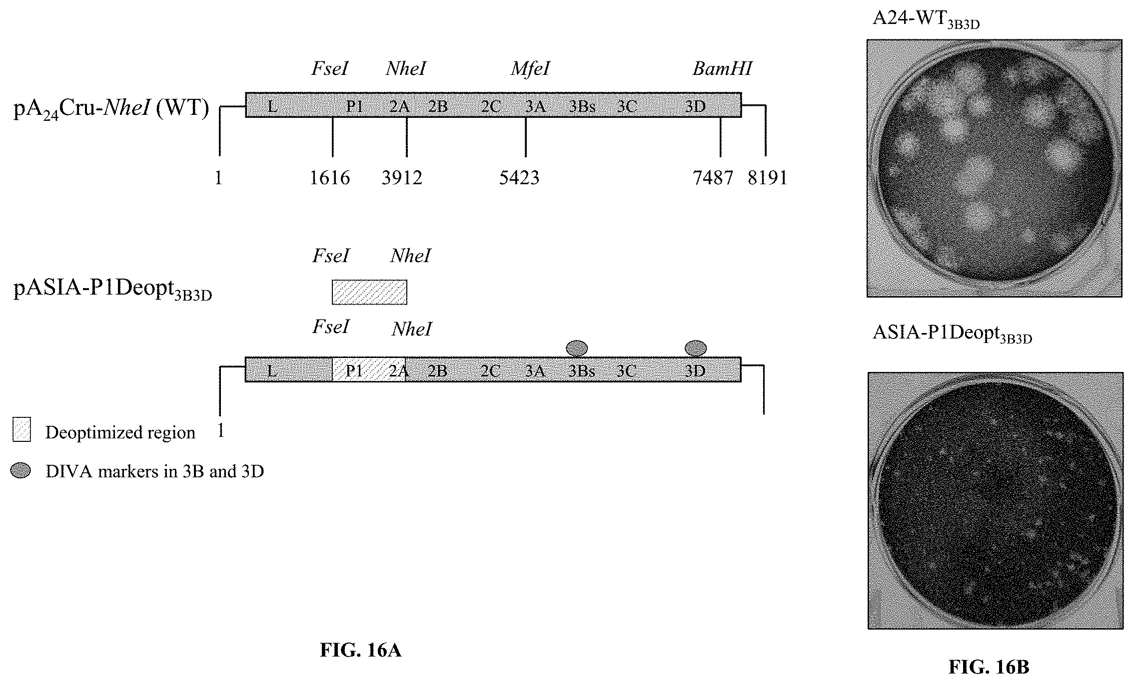 Patent US11793870 Figure 16 – Live attenuated strains of foot and mouth disease modified by deoptimization and uses thereof