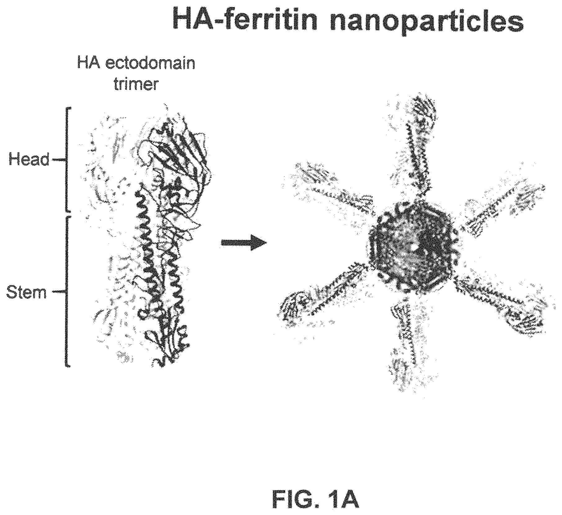 Patent US11793871 Figure 1 – Stabilized group 2 influenza hemagglutinin stem region trimers and uses thereof