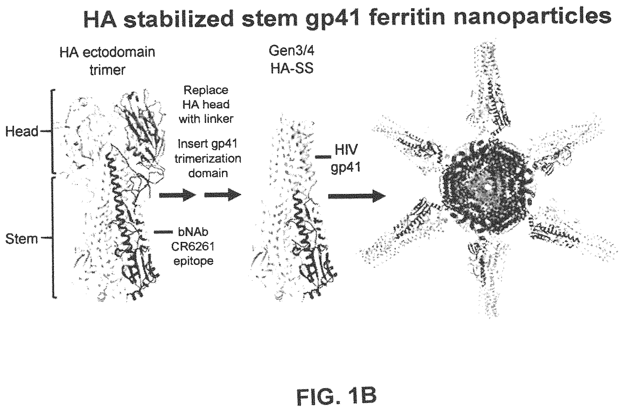 Patent US11793871 Figure 2 – Stabilized group 2 influenza hemagglutinin stem region trimers and uses thereof