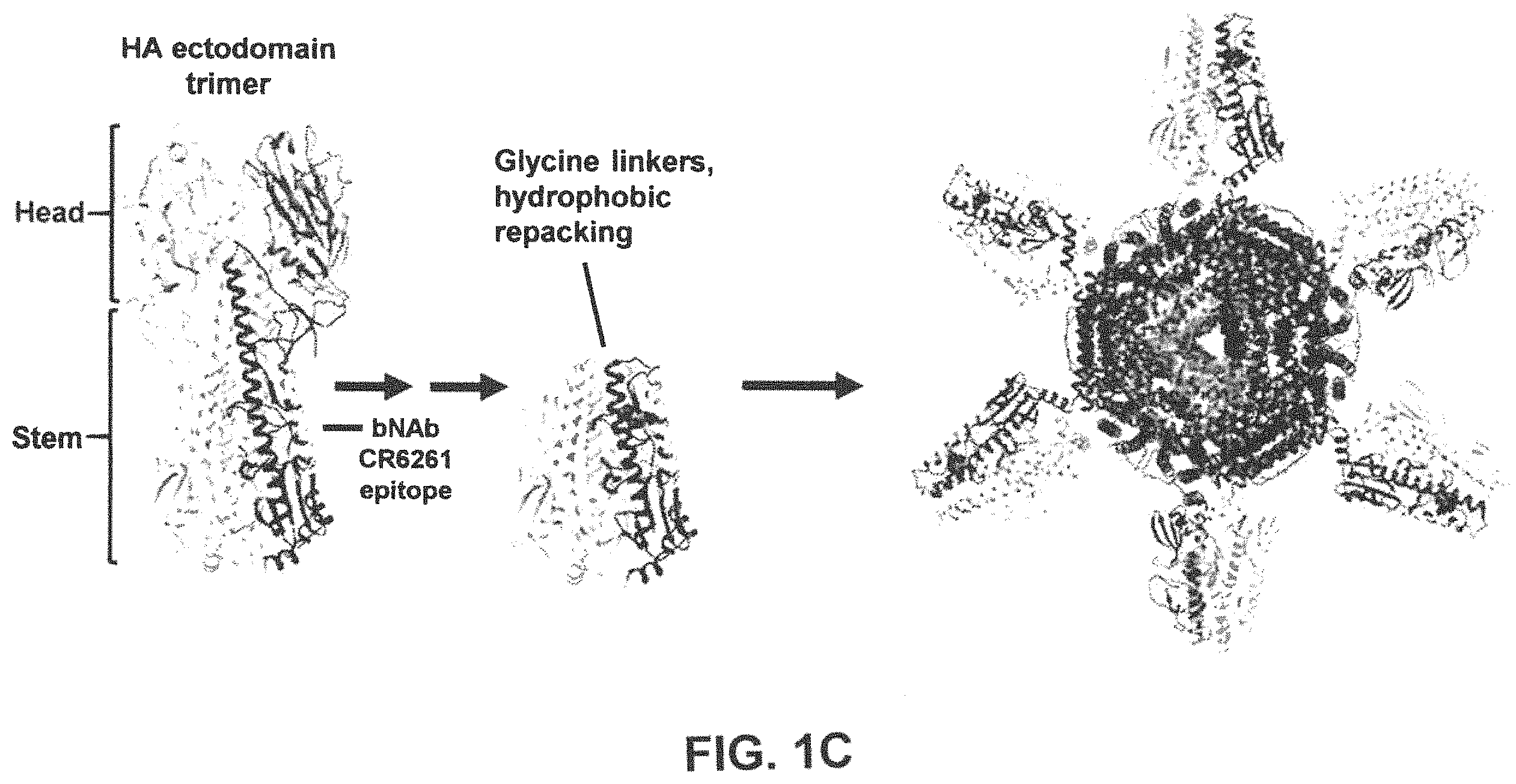 Patent US11793871 Figure 3 – Stabilized group 2 influenza hemagglutinin stem region trimers and uses thereof