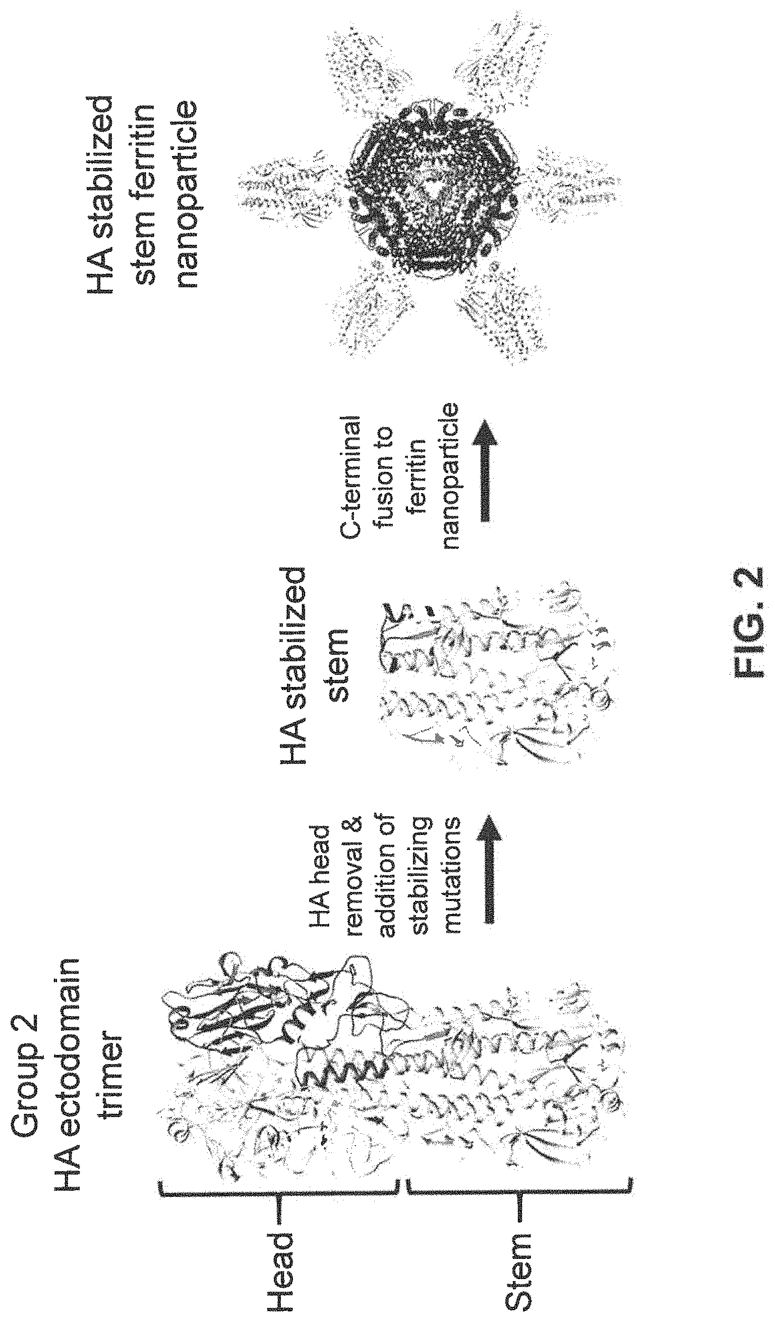 Patent US11793871 Figure 4 – Stabilized group 2 influenza hemagglutinin stem region trimers and uses thereof