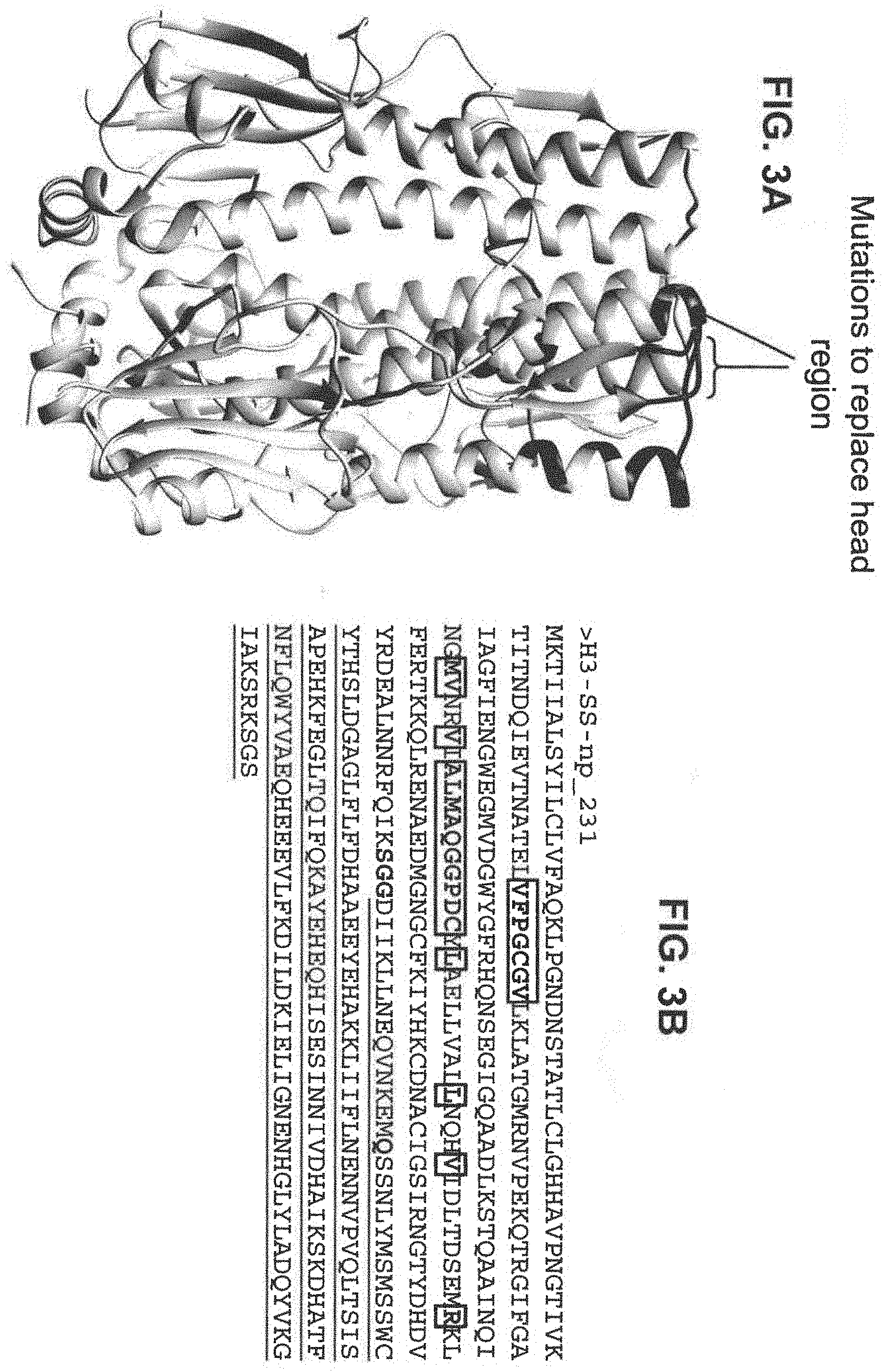 Patent US11793871 Figure 5 – Stabilized group 2 influenza hemagglutinin stem region trimers and uses thereof