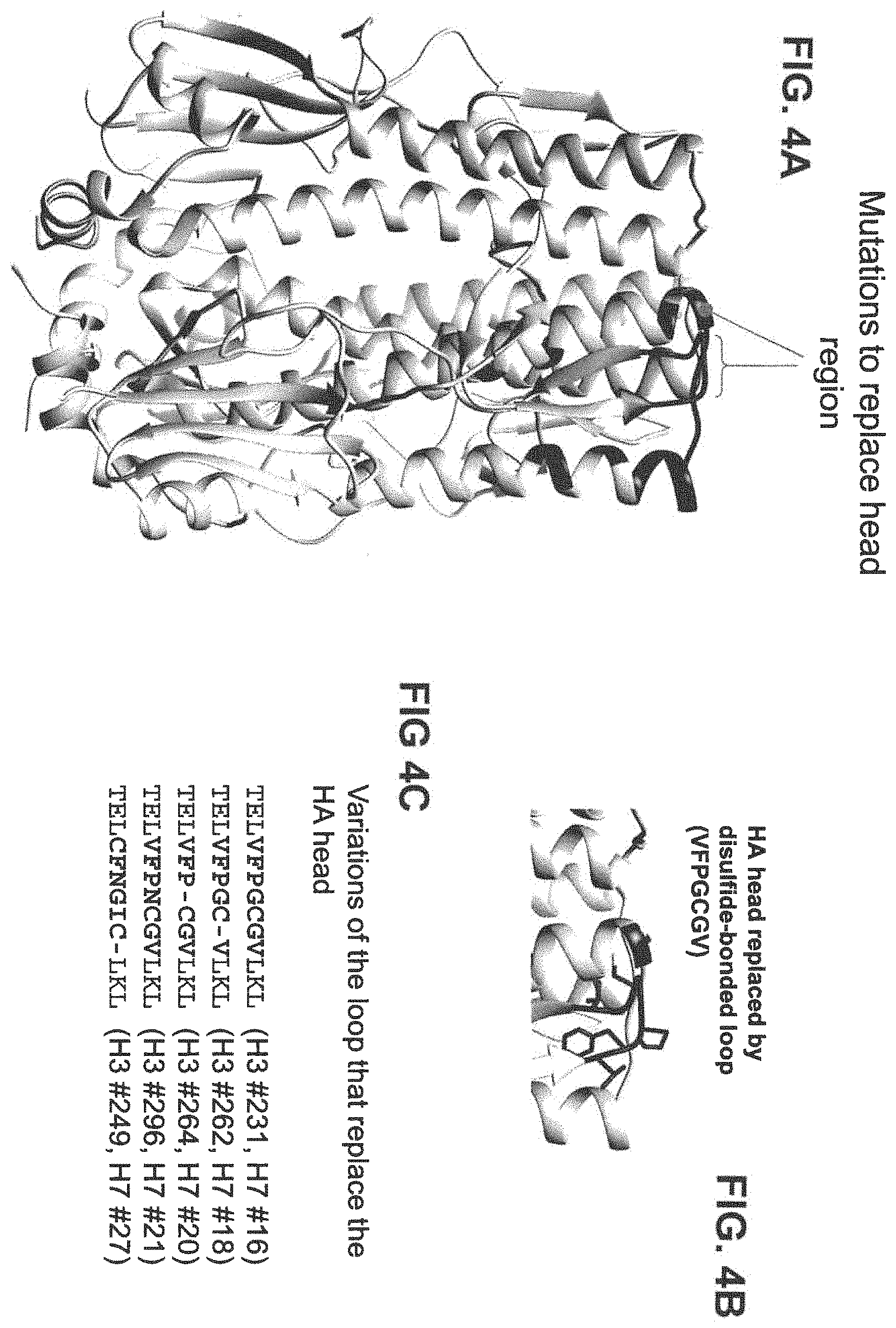 Patent US11793871 Figure 6 – Stabilized group 2 influenza hemagglutinin stem region trimers and uses thereof