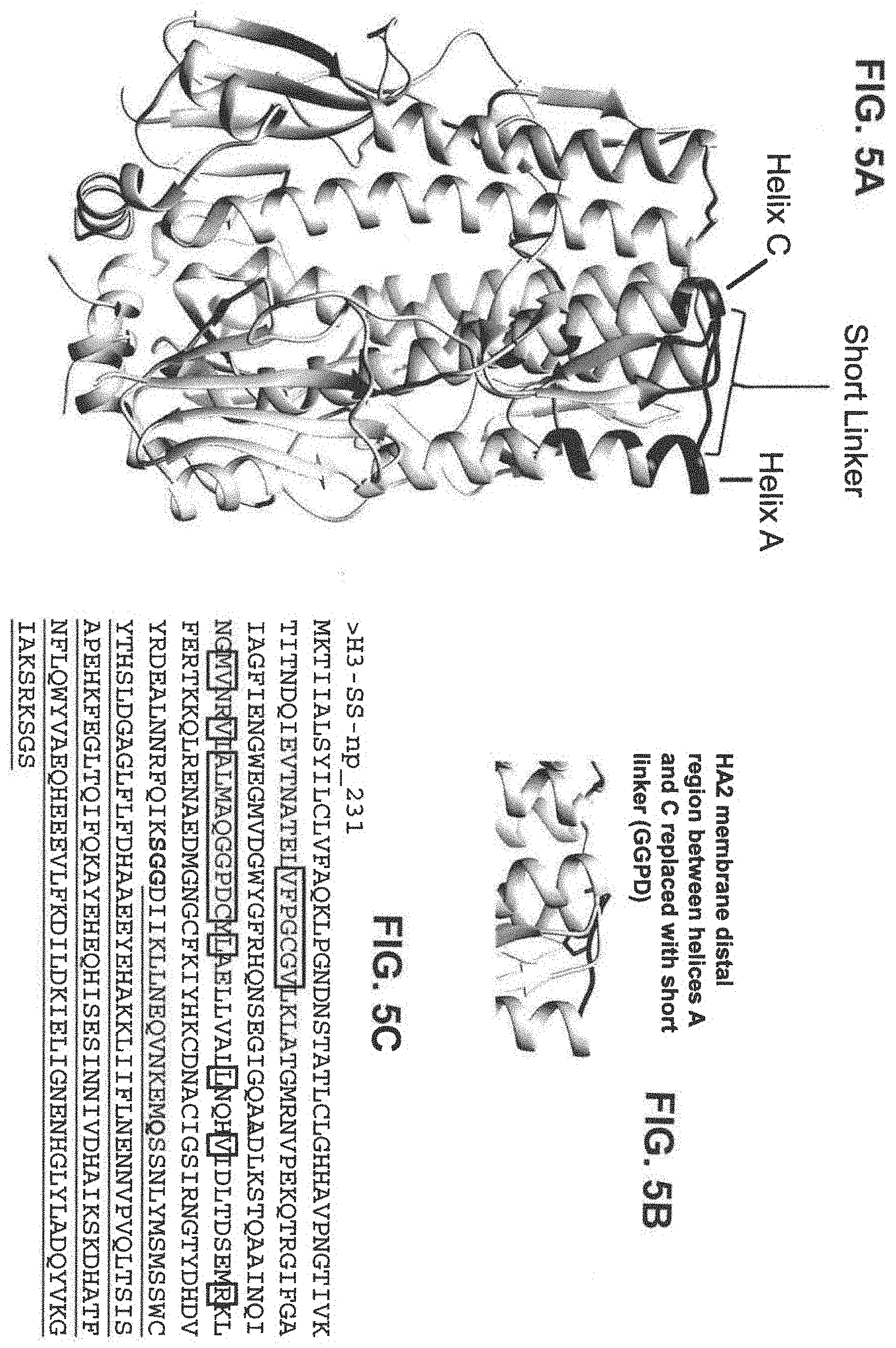 Patent US11793871 Figure 8 – Stabilized group 2 influenza hemagglutinin stem region trimers and uses thereof
