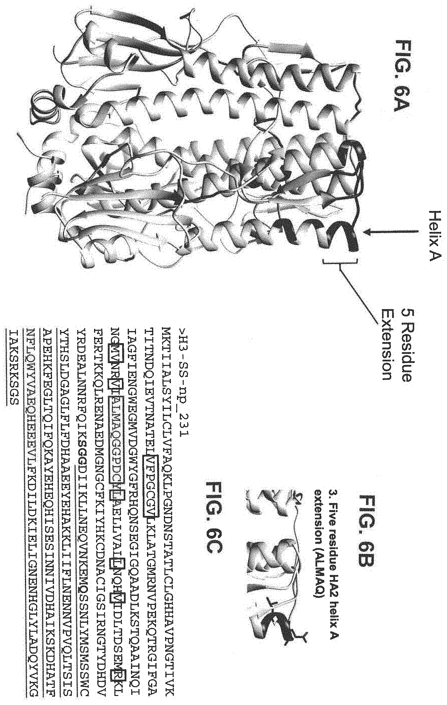 Patent US11793871 Figure 9 – Stabilized group 2 influenza hemagglutinin stem region trimers and uses thereof