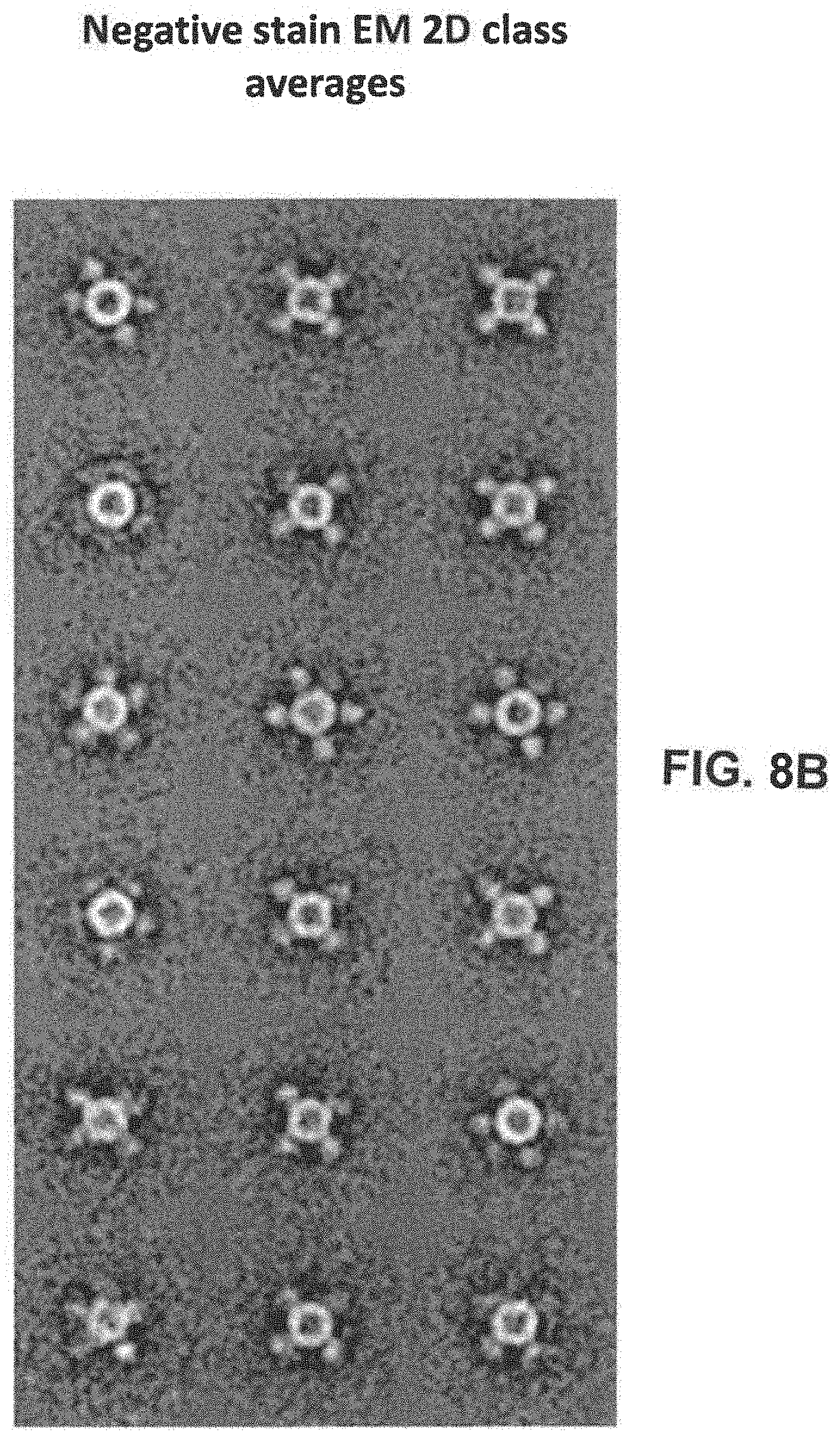Patent US11793871 Figure 12 – Stabilized group 2 influenza hemagglutinin stem region trimers and uses thereof
