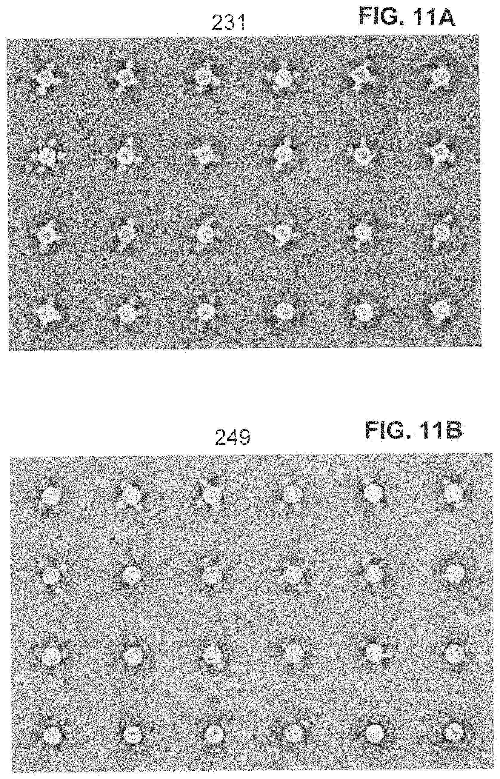 Patent US11793871 Figure 19 – Stabilized group 2 influenza hemagglutinin stem region trimers and uses thereof